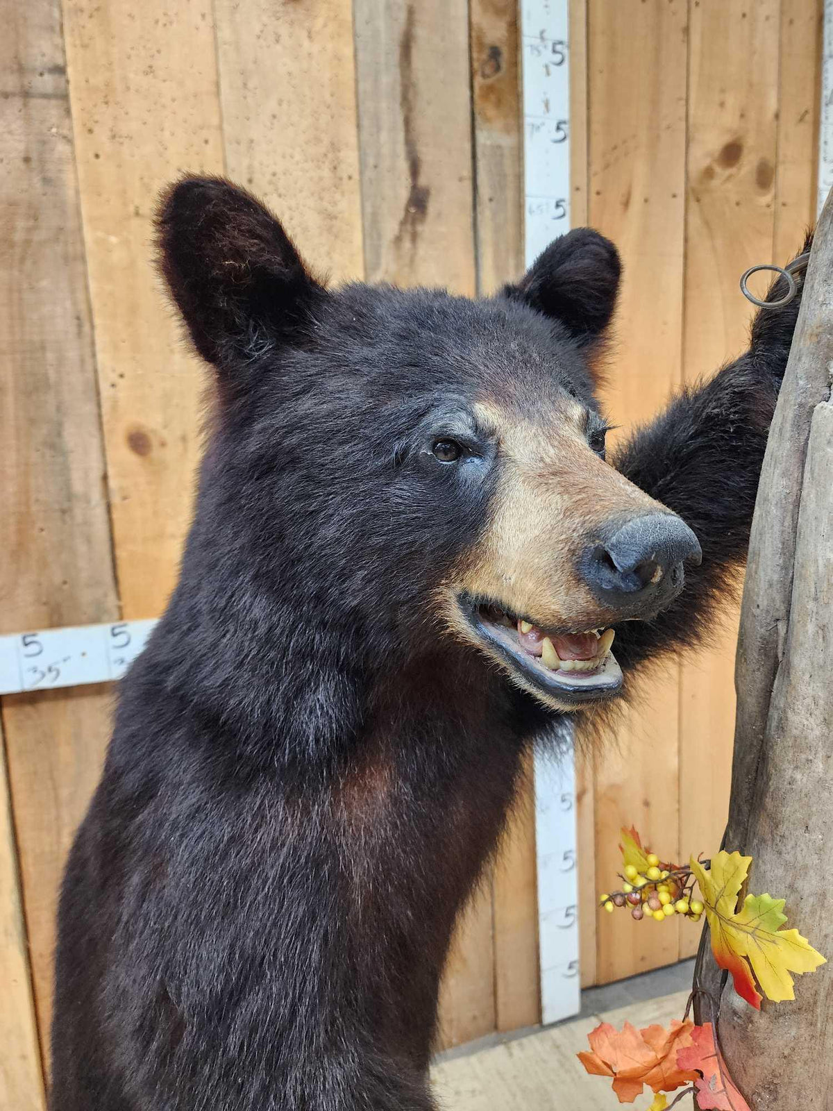 FH52c - Juvenile Black Bear Full Body Taxidermy Mount