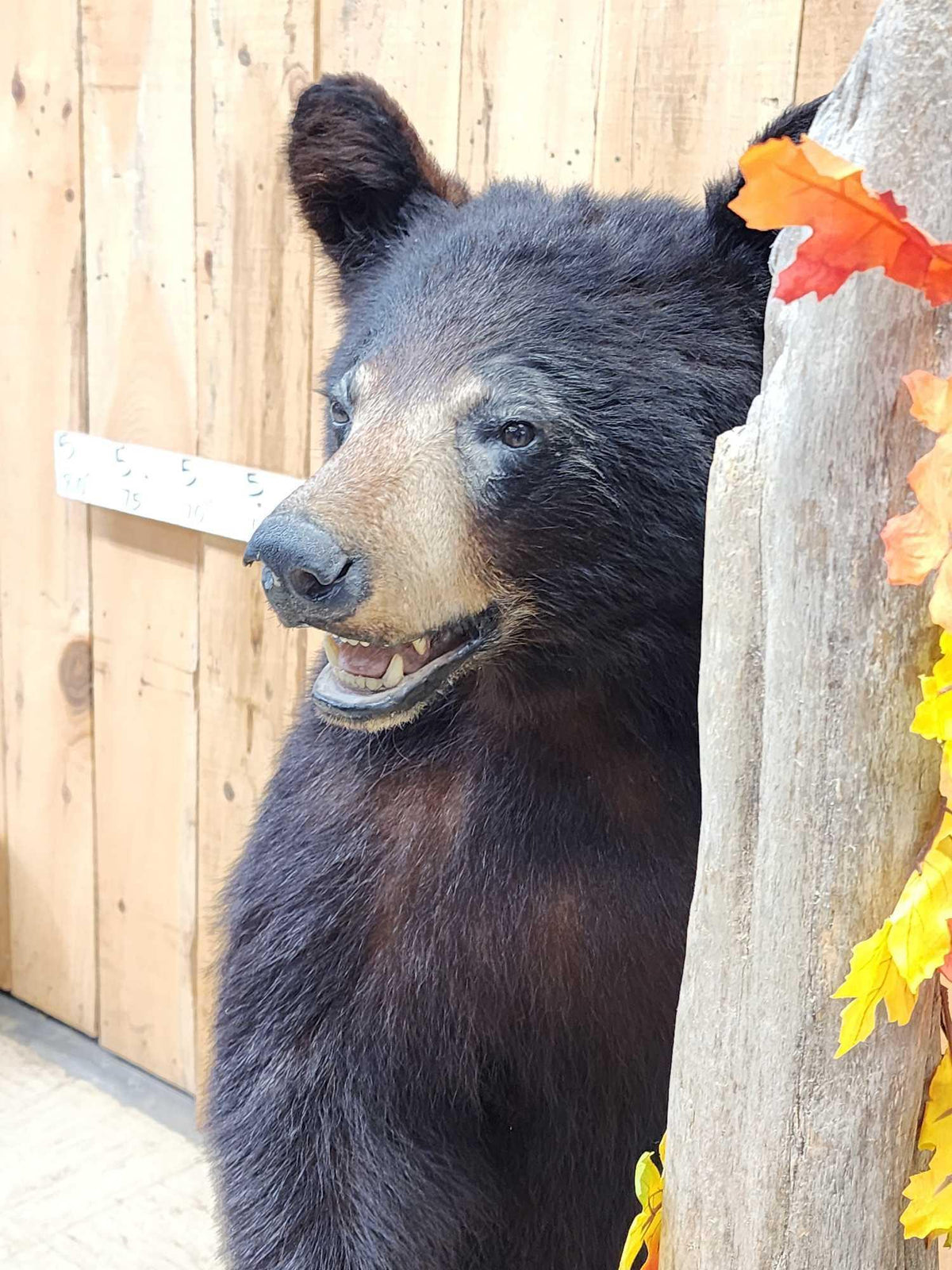 FH52c - Juvenile Black Bear Full Body Taxidermy Mount