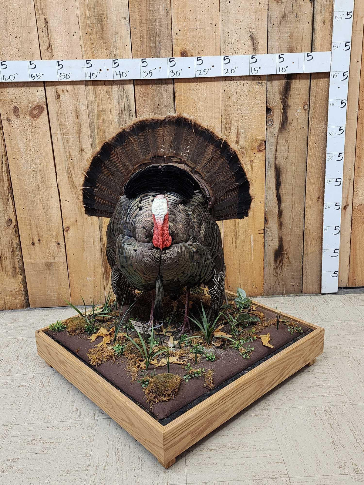FH52w - 1rst In A Series Of 4 Grand Slam Turkeys Bird Taxidermy