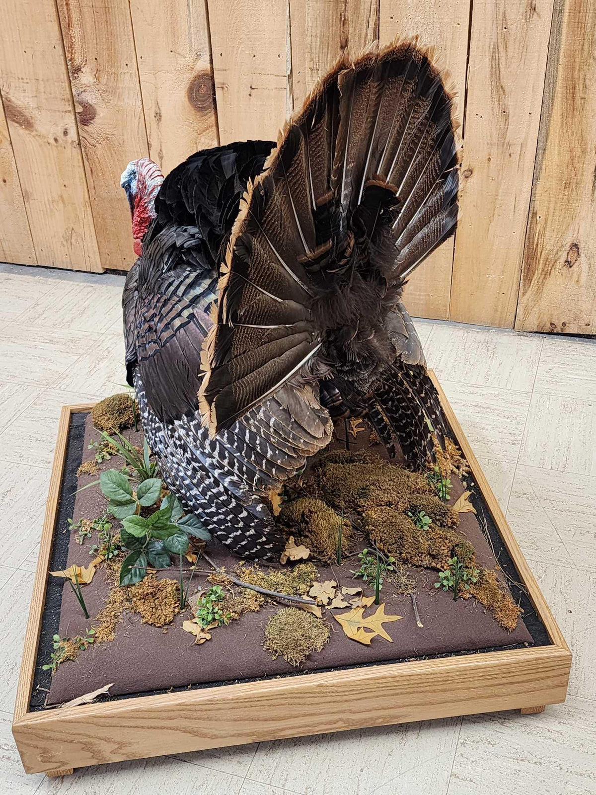 FH52w - 1rst In A Series Of 4 Grand Slam Turkeys Bird Taxidermy