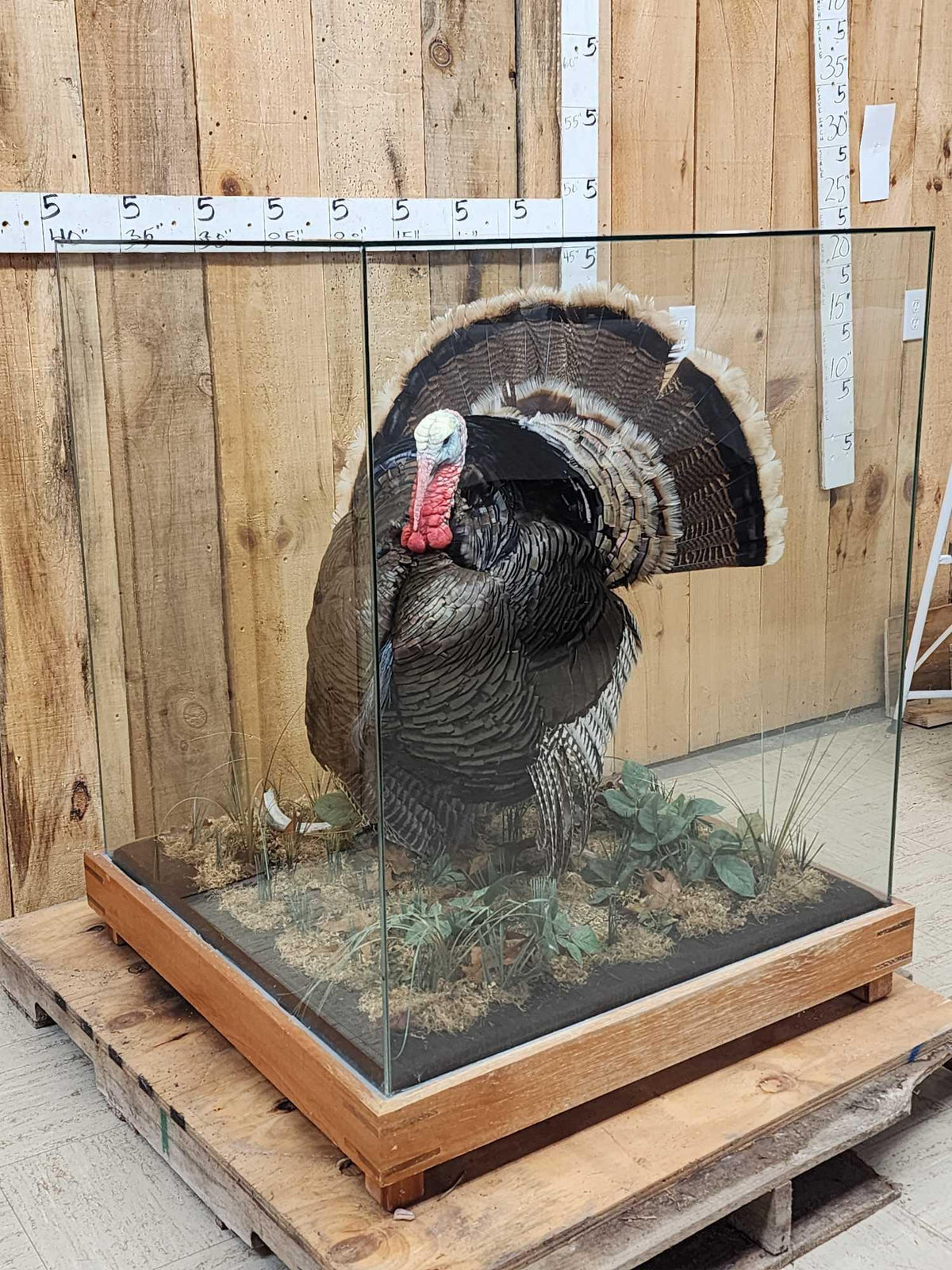 FH52x - 2nd In The Series Of 4 Grand Slam Turkeys to be sold consecutively Bird Taxidermy