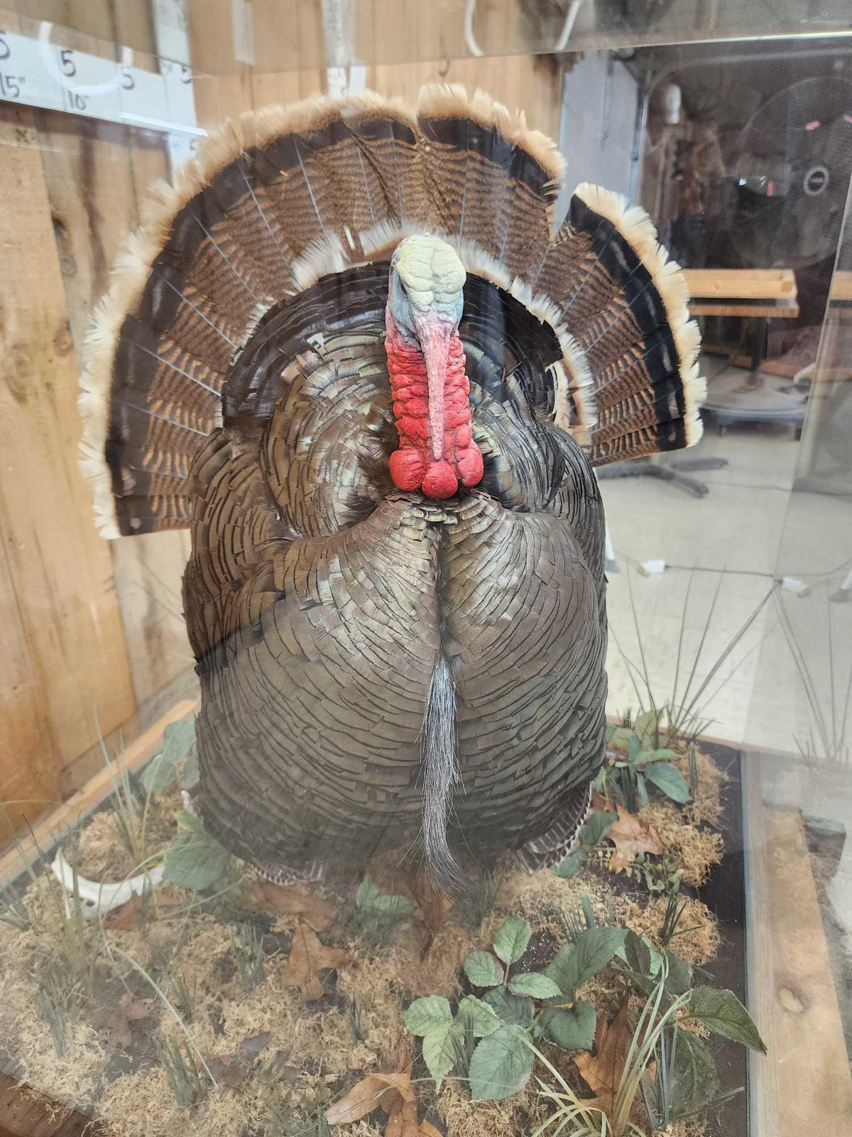 FH52x - 2nd In The Series Of 4 Grand Slam Turkeys to be sold consecutively Bird Taxidermy