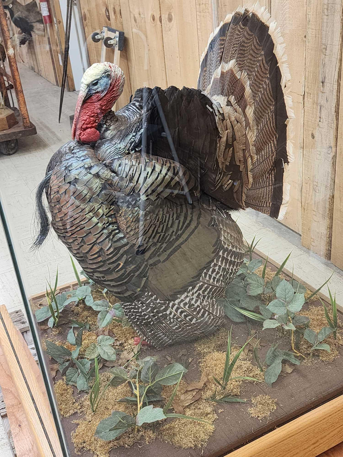 FH52y - 3rd In The Series Of 4 Grand Slam Turkeys Bird Taxidermy