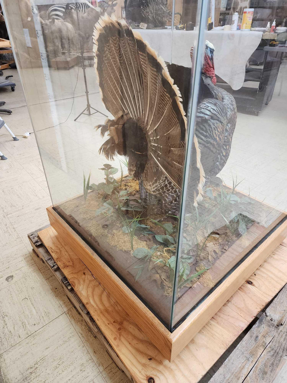 FH52y - 3rd In The Series Of 4 Grand Slam Turkeys Bird Taxidermy