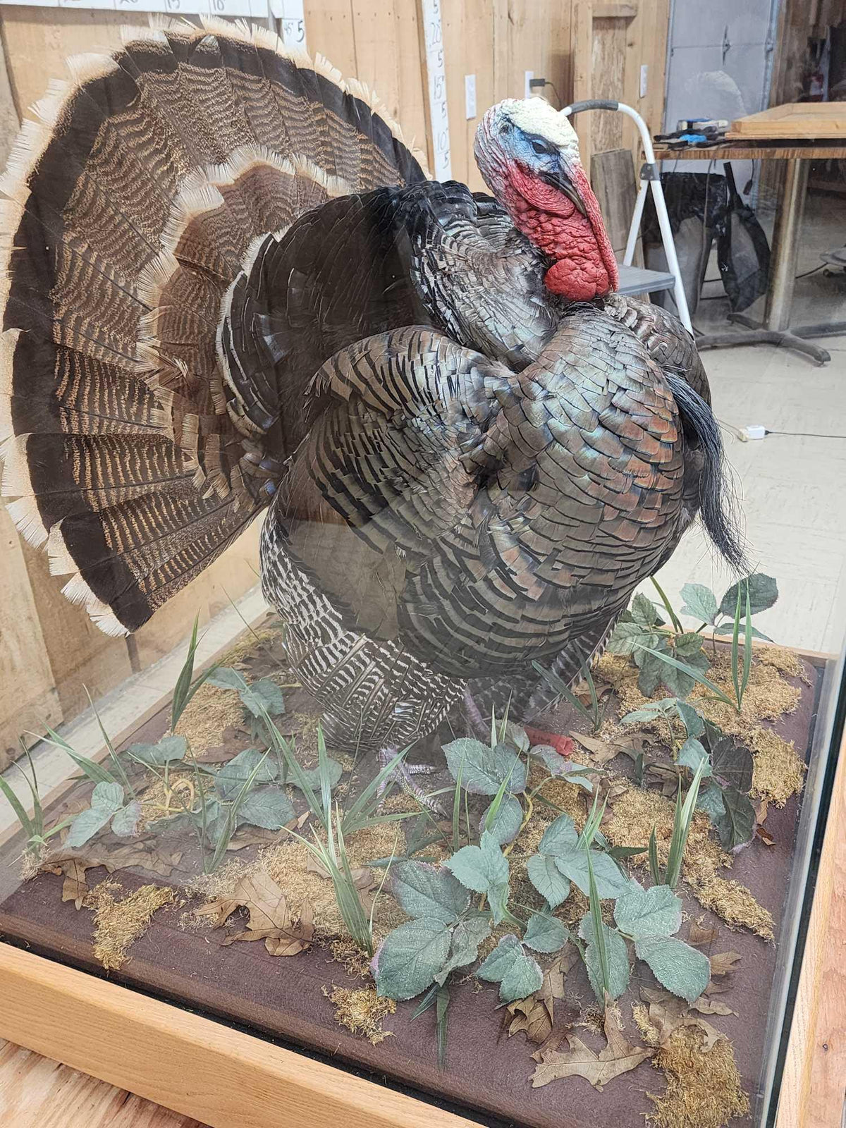 FH52y - 3rd In The Series Of 4 Grand Slam Turkeys Bird Taxidermy