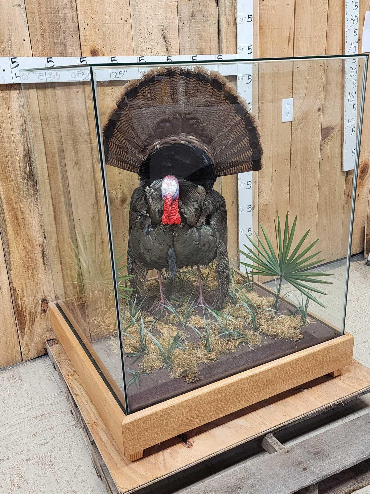 FH52z - 4th In A Consecutive Series Of 4 Grand Slam Turkeys Bird Taxidermy