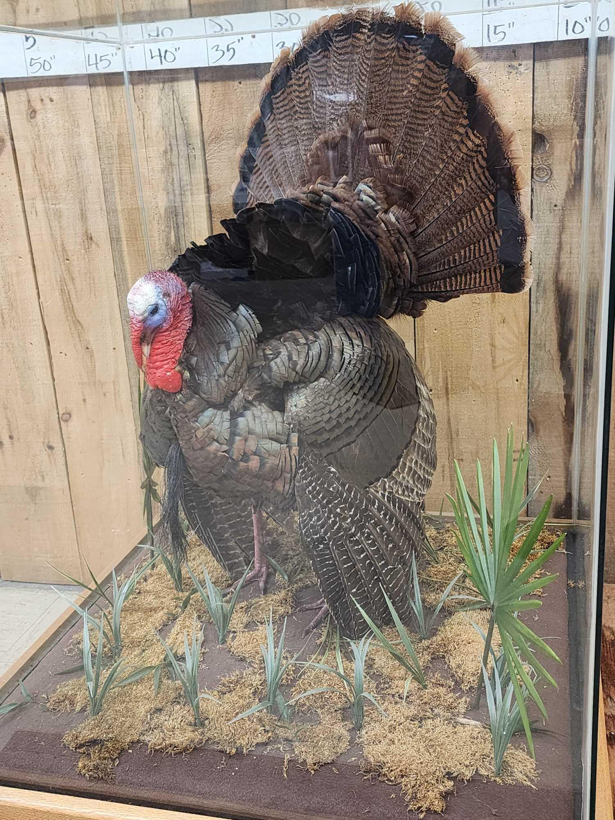FH52z - 4th In A Consecutive Series Of 4 Grand Slam Turkeys Bird Taxidermy