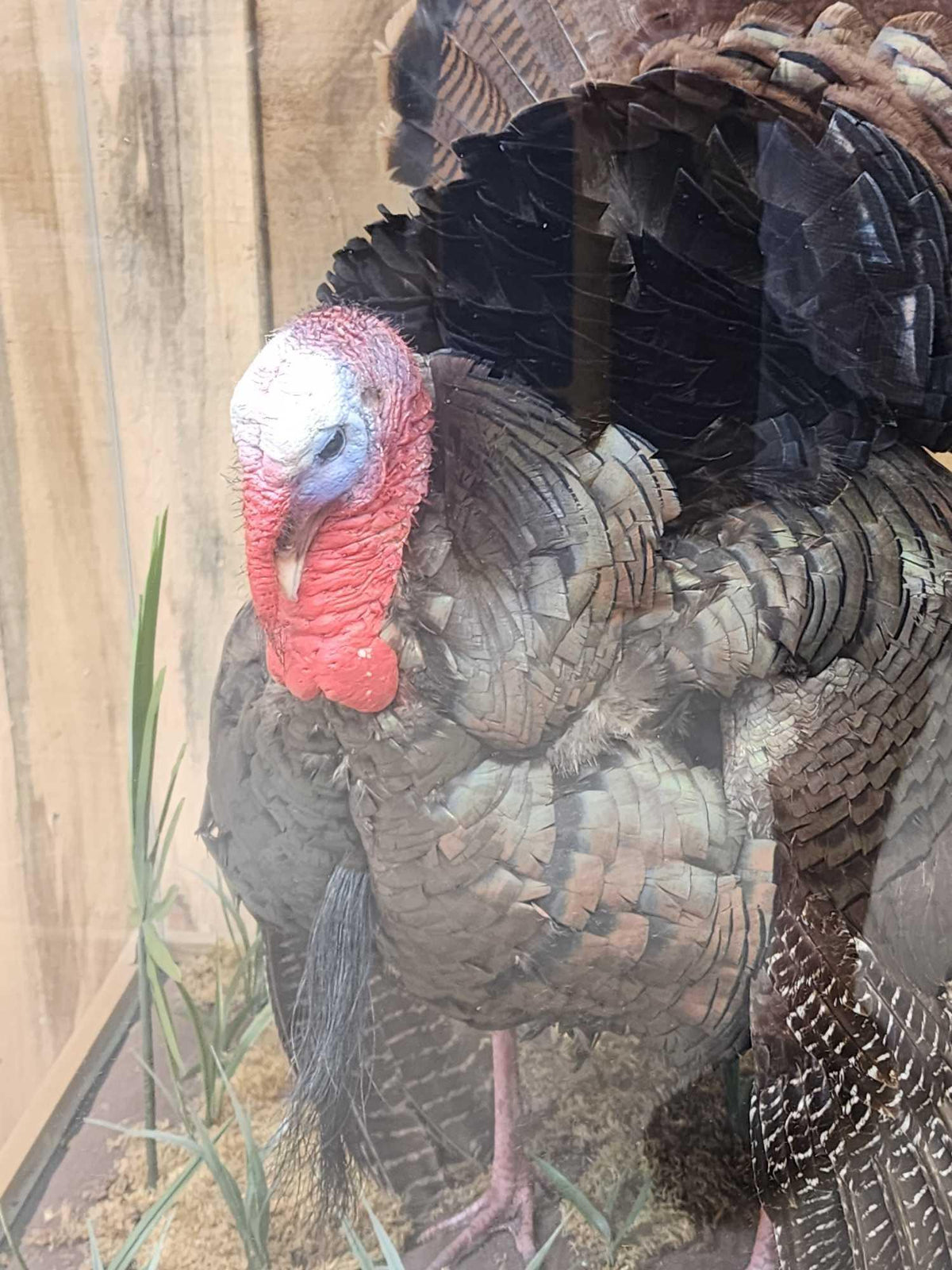 FH52z - 4th In A Consecutive Series Of 4 Grand Slam Turkeys Bird Taxidermy