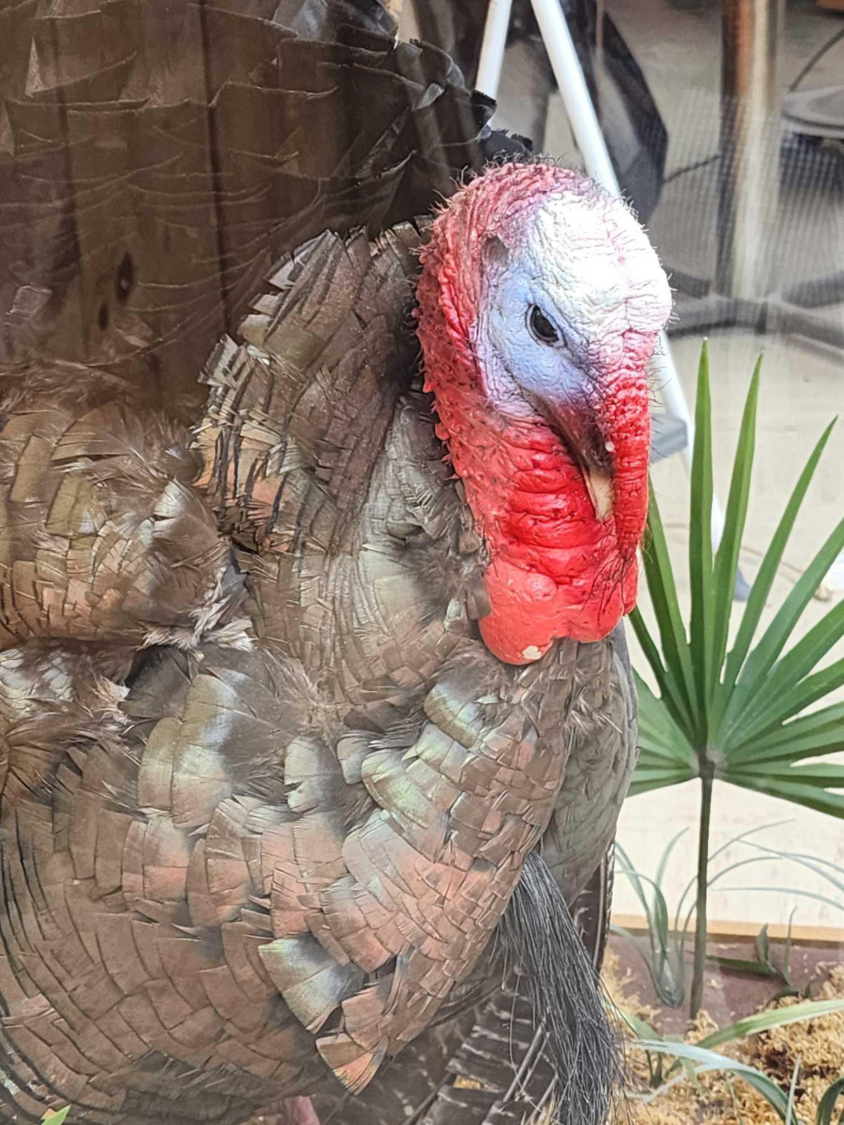 FH52z - 4th In A Consecutive Series Of 4 Grand Slam Turkeys Bird Taxidermy
