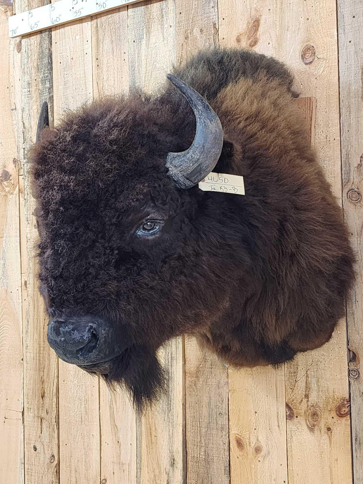 FH53b - American Bison Buffalo Shoulder Mount Taxidermy
