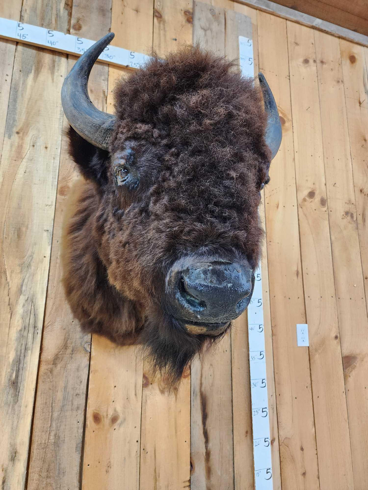FH53b - American Bison Buffalo Shoulder Mount Taxidermy