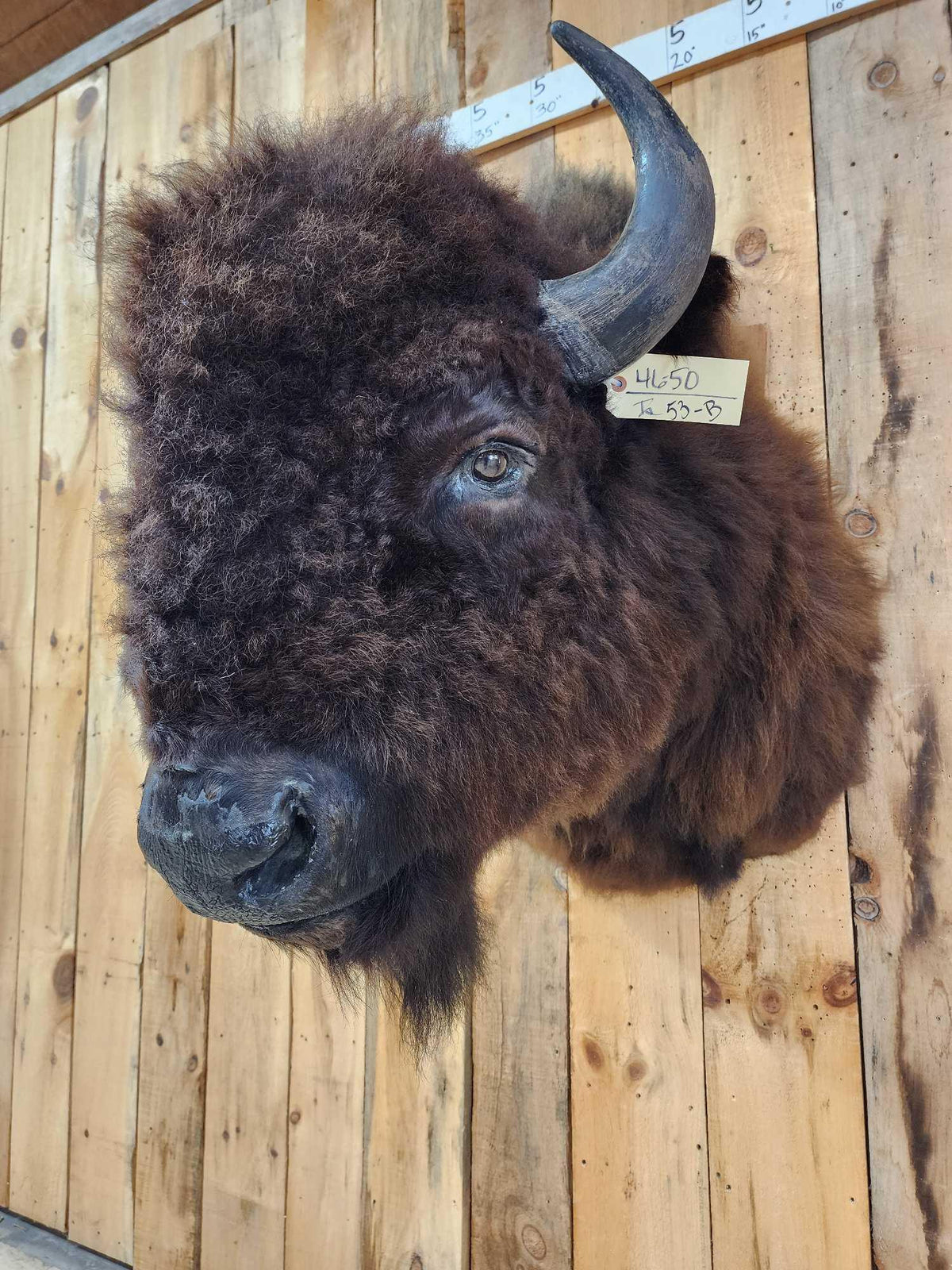 FH53b - American Bison Buffalo Shoulder Mount Taxidermy