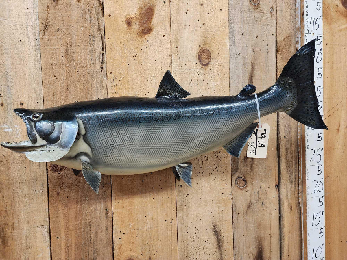 FH55n - 36" King Salmon Real Skin Fish Taxidermy
