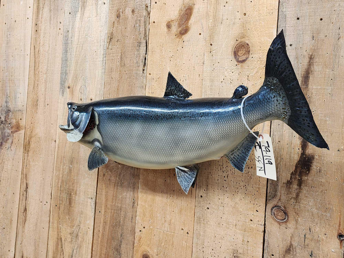 FH55n - 36" King Salmon Real Skin Fish Taxidermy