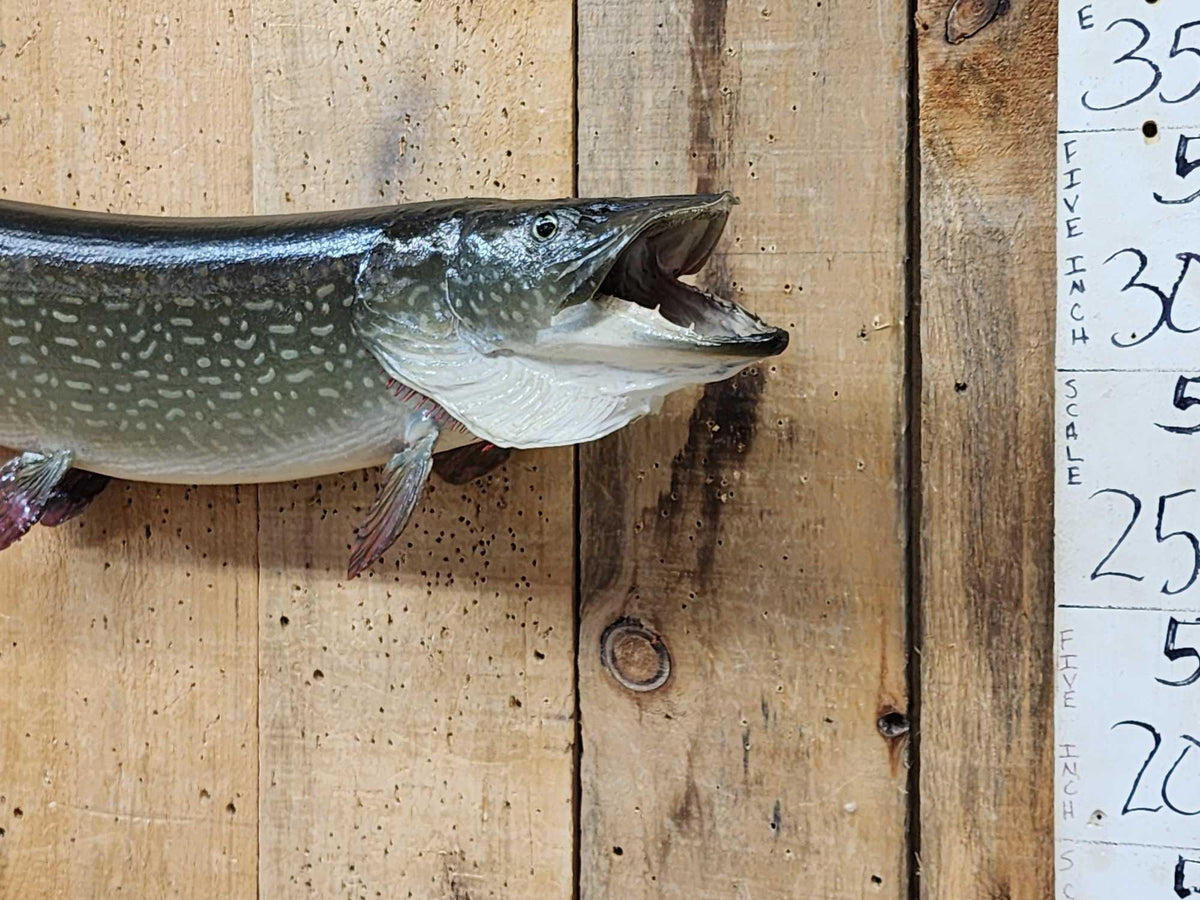 FH55s - 38" Northern Pike Real Skin Fish Taxidermy