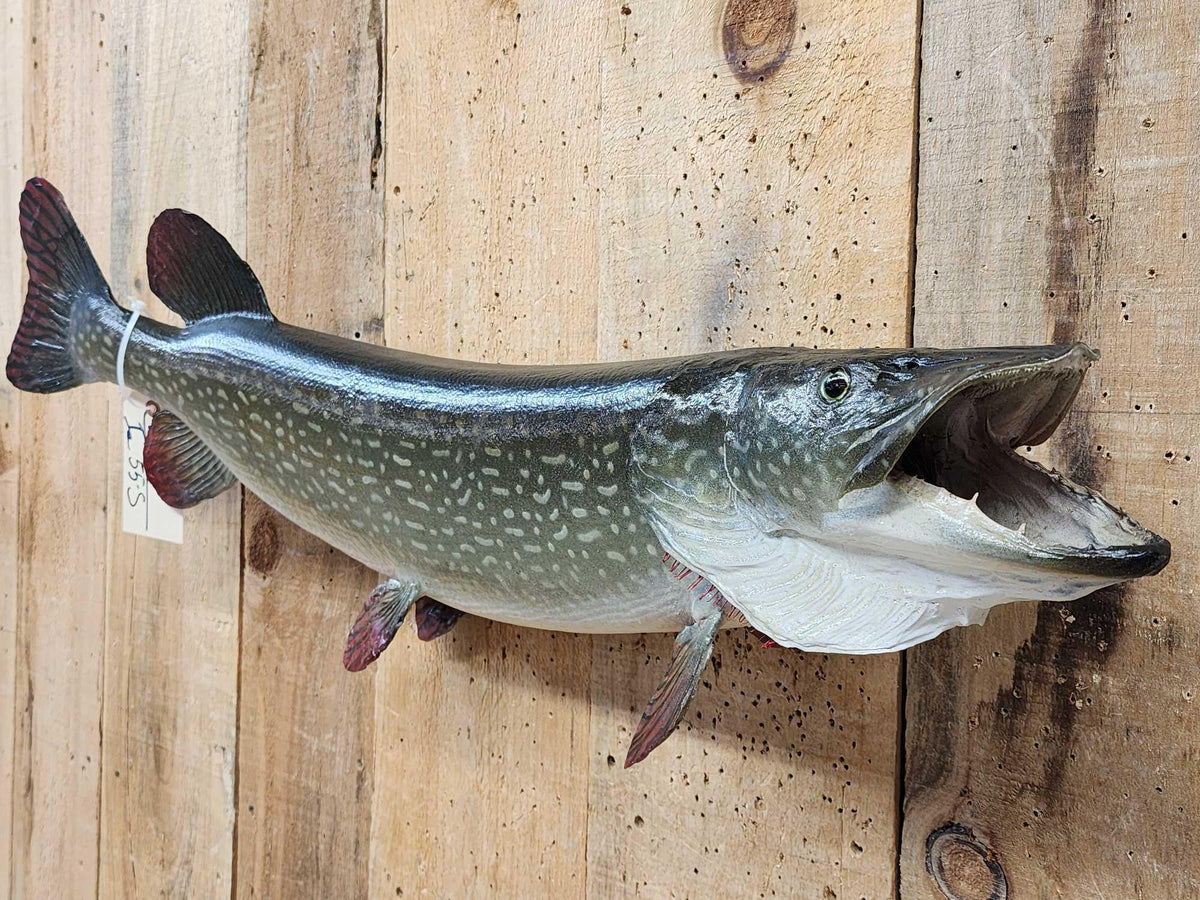 FH55s - 38" Northern Pike Real Skin Fish Taxidermy