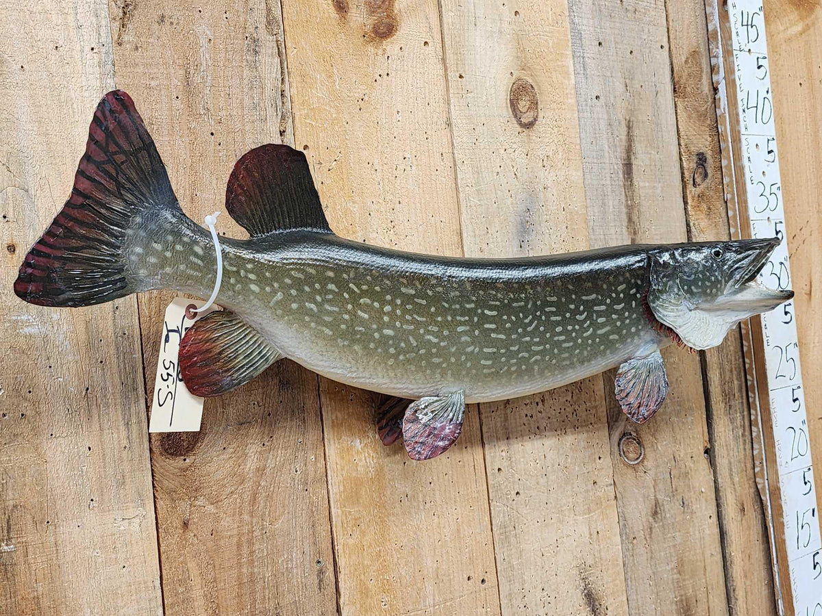 FH55s - 38" Northern Pike Real Skin Fish Taxidermy