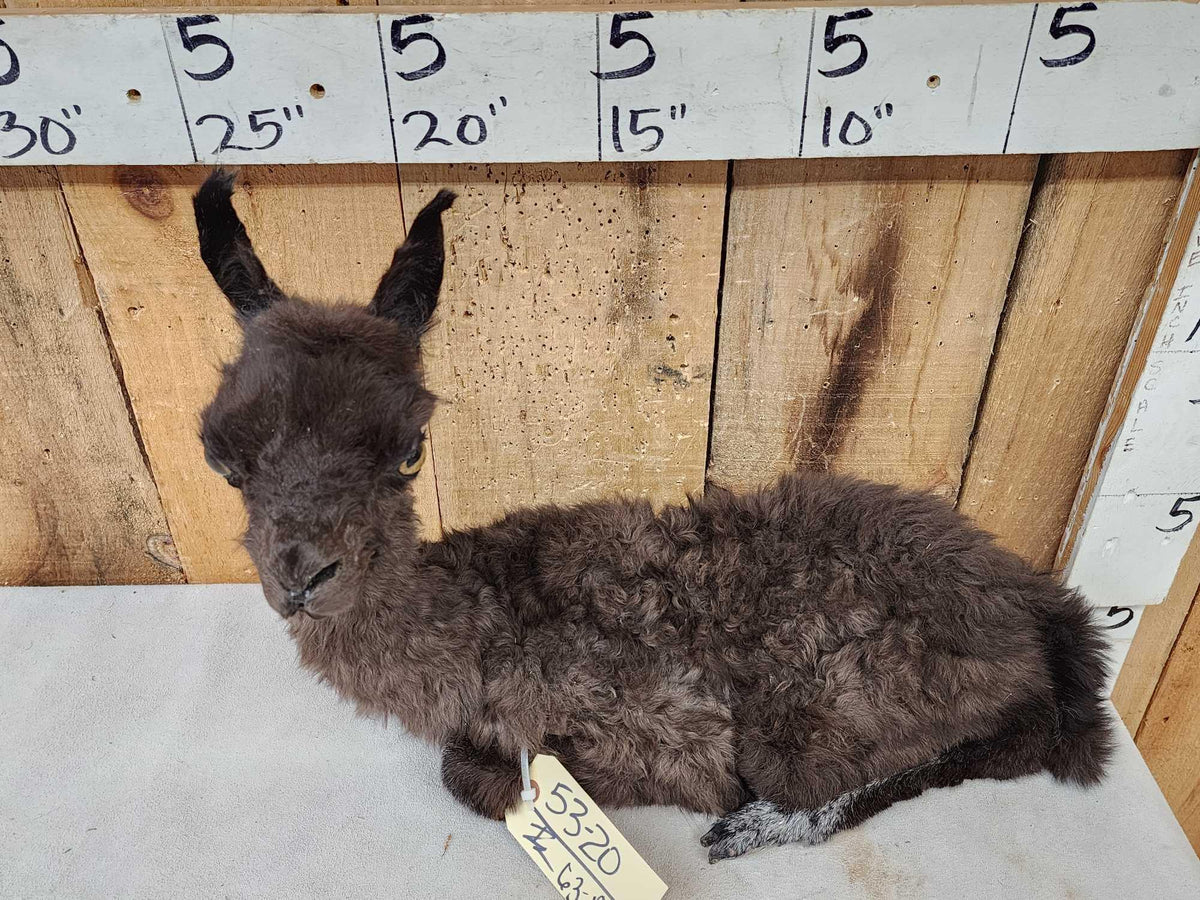 FH63a - Baby Alpaca Full Body Taxidermy Mount