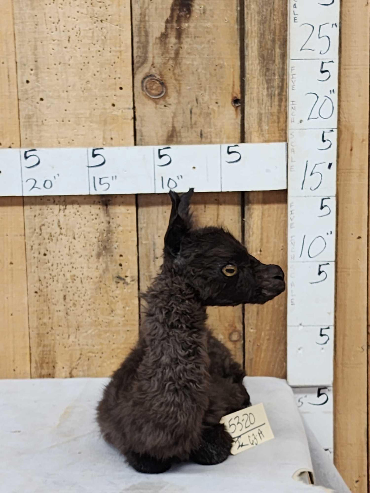 FH63a - Baby Alpaca Full Body Taxidermy Mount