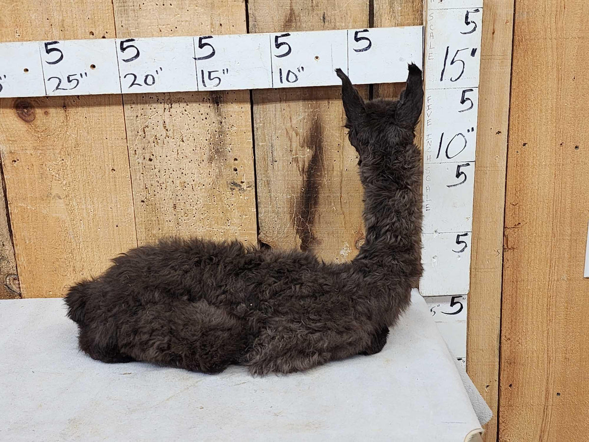 FH63a - Baby Alpaca Full Body Taxidermy Mount