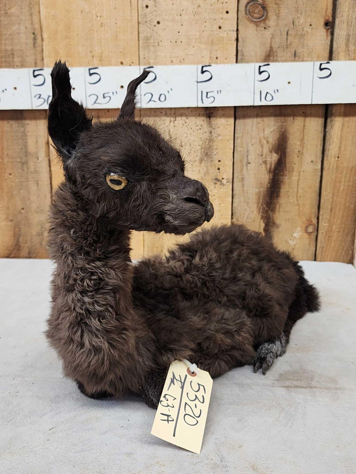 FH63a - Baby Alpaca Full Body Taxidermy Mount
