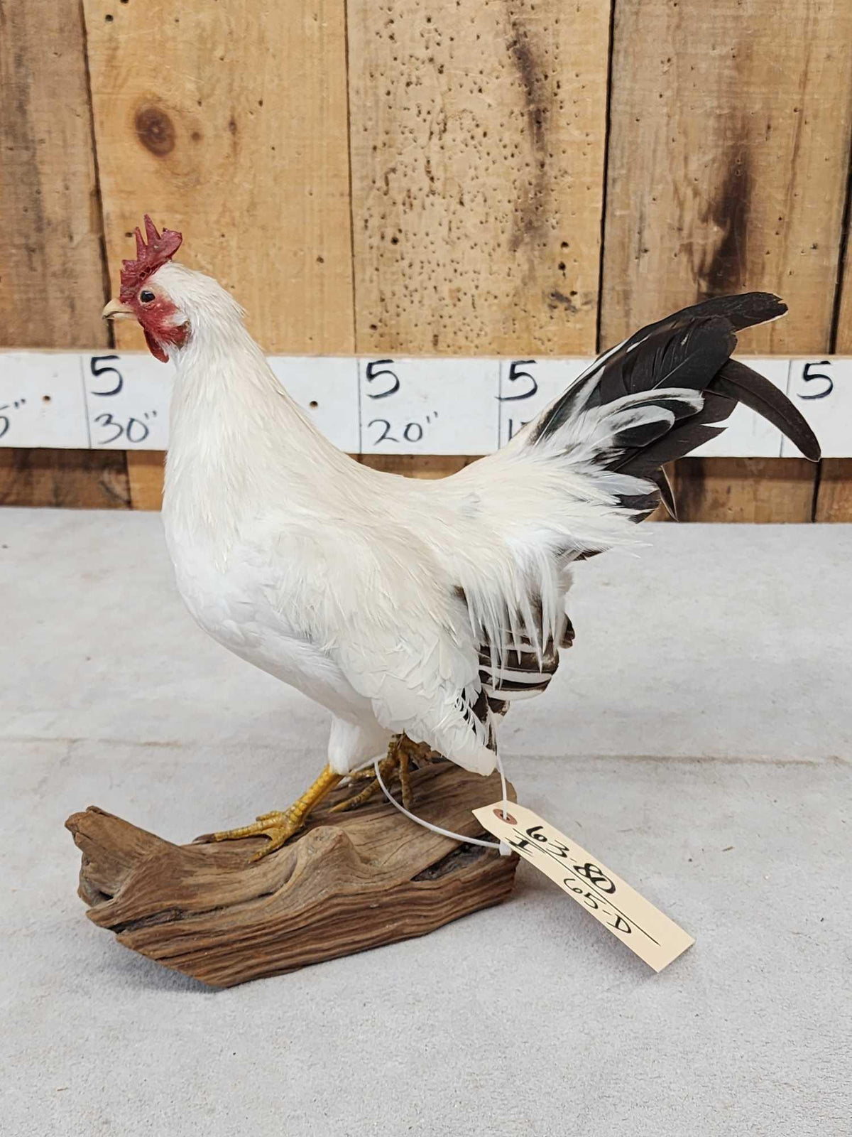 FH65d - Black Tail Japanese Chicken Full Body Bird Taxidermy