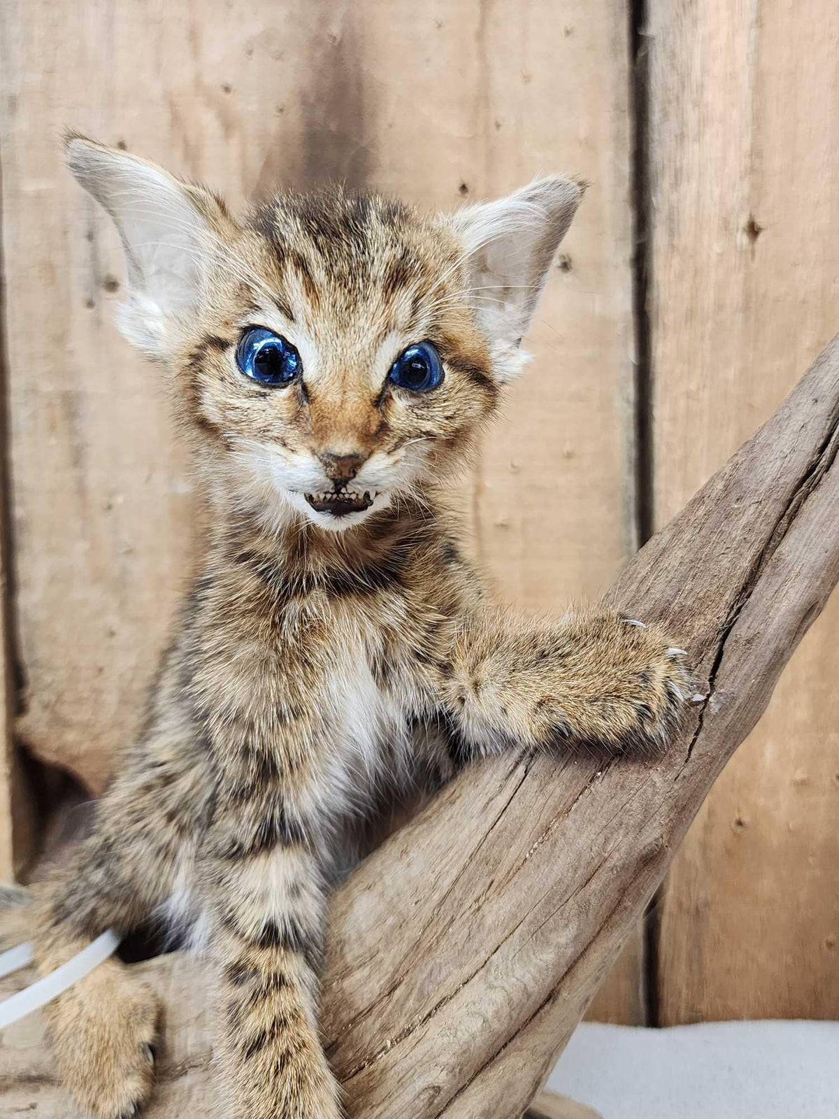 FH68 - African Baby Wildcat Full Body Taxidermy Mount