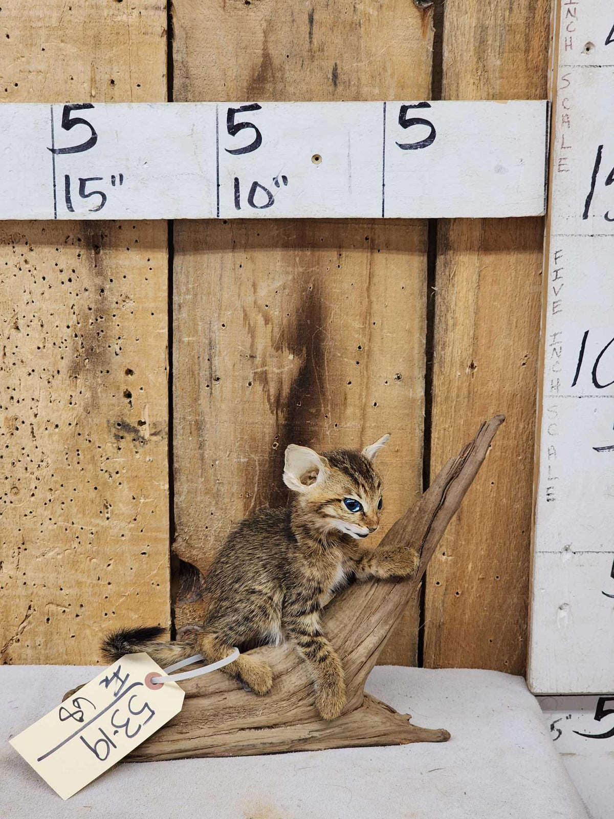 FH68 - African Baby Wildcat Full Body Taxidermy Mount