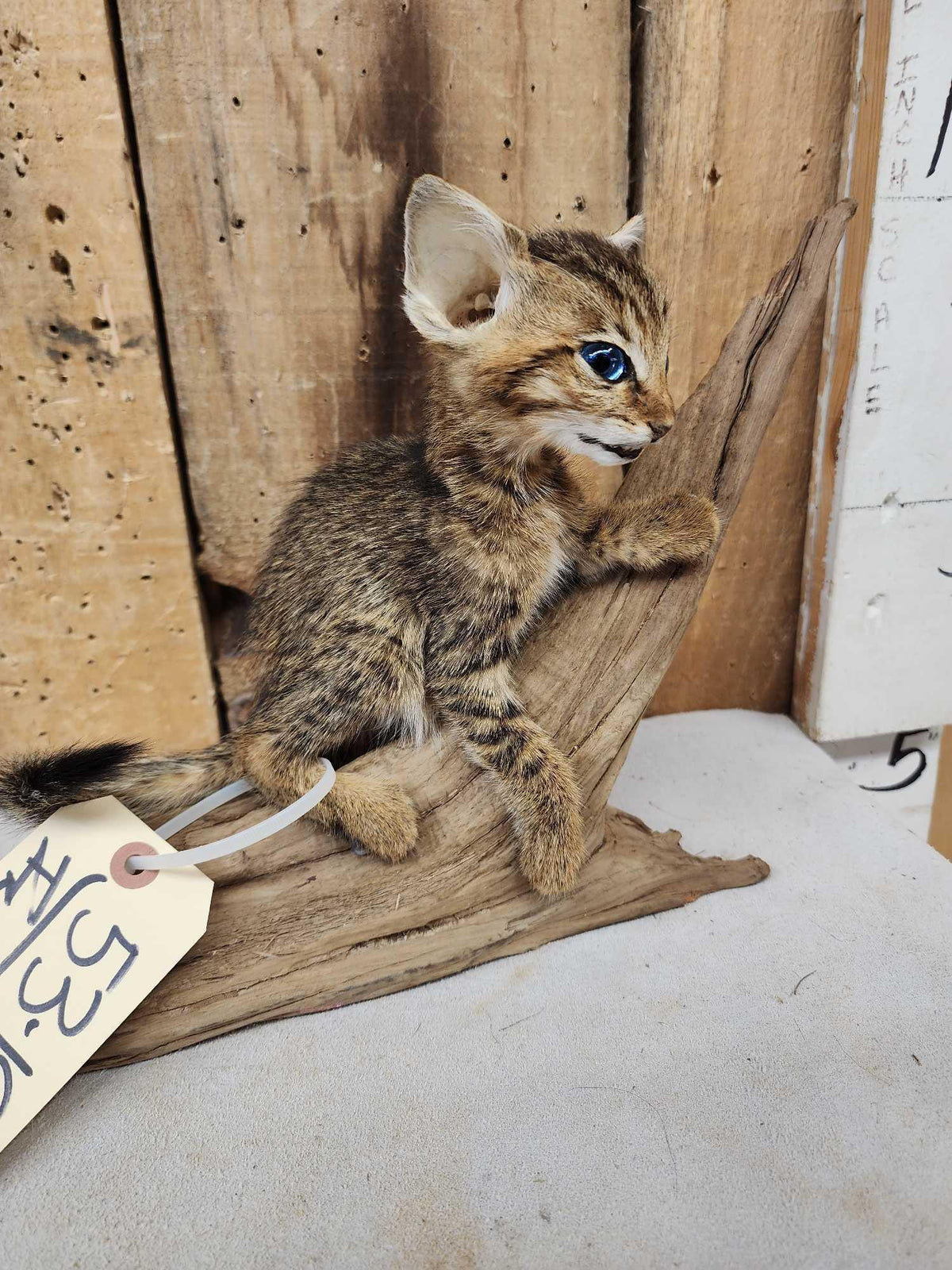 FH68 - African Baby Wildcat Full Body Taxidermy Mount