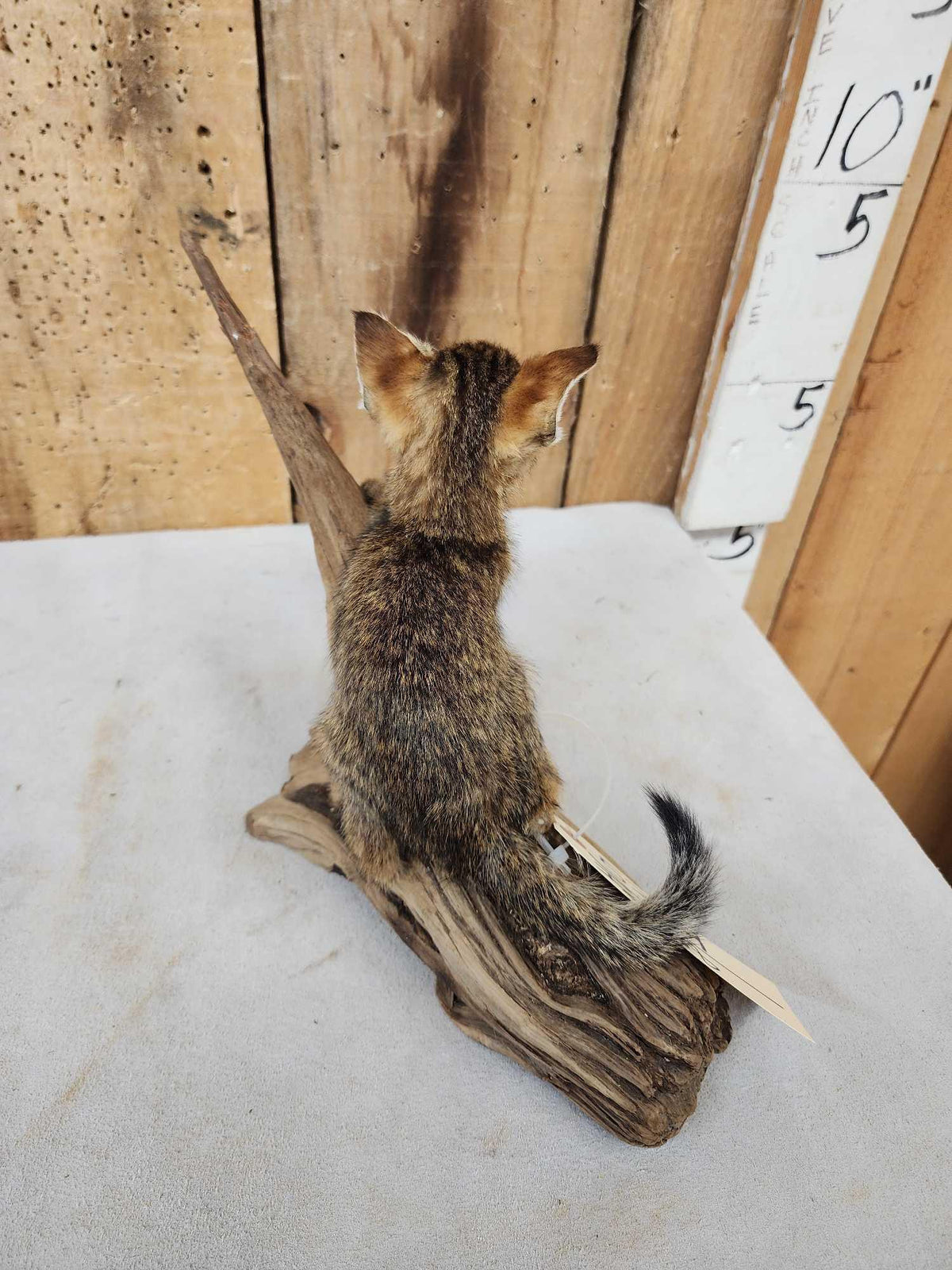 FH68 - African Baby Wildcat Full Body Taxidermy Mount