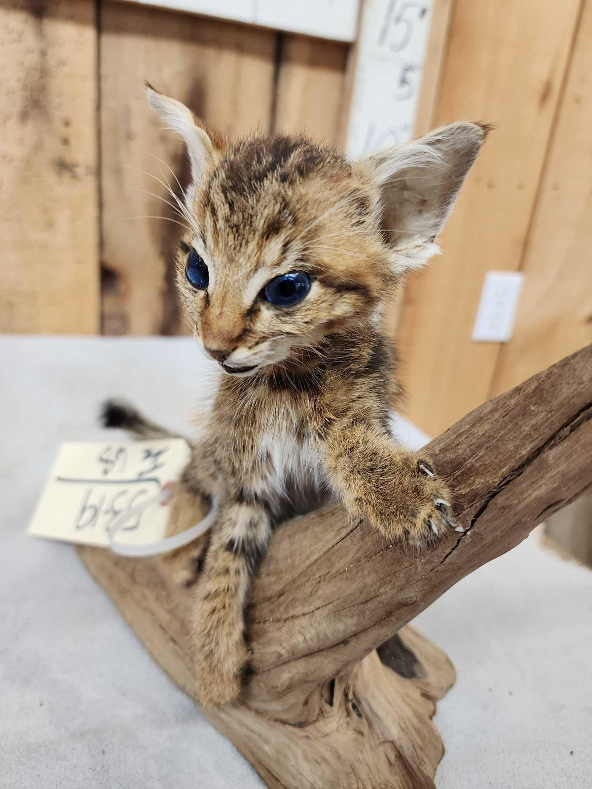 FH68 - African Baby Wildcat Full Body Taxidermy Mount