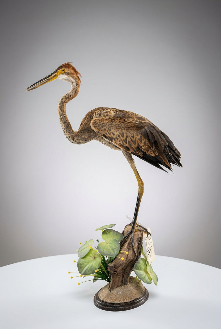 FH69 - Purple Heron Full Body Bird Taxidermy