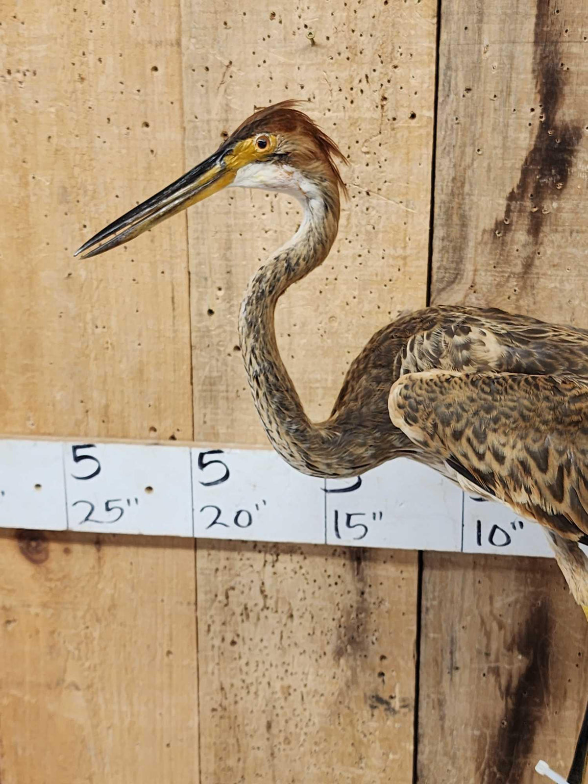 FH69 - Purple Heron Full Body Bird Taxidermy