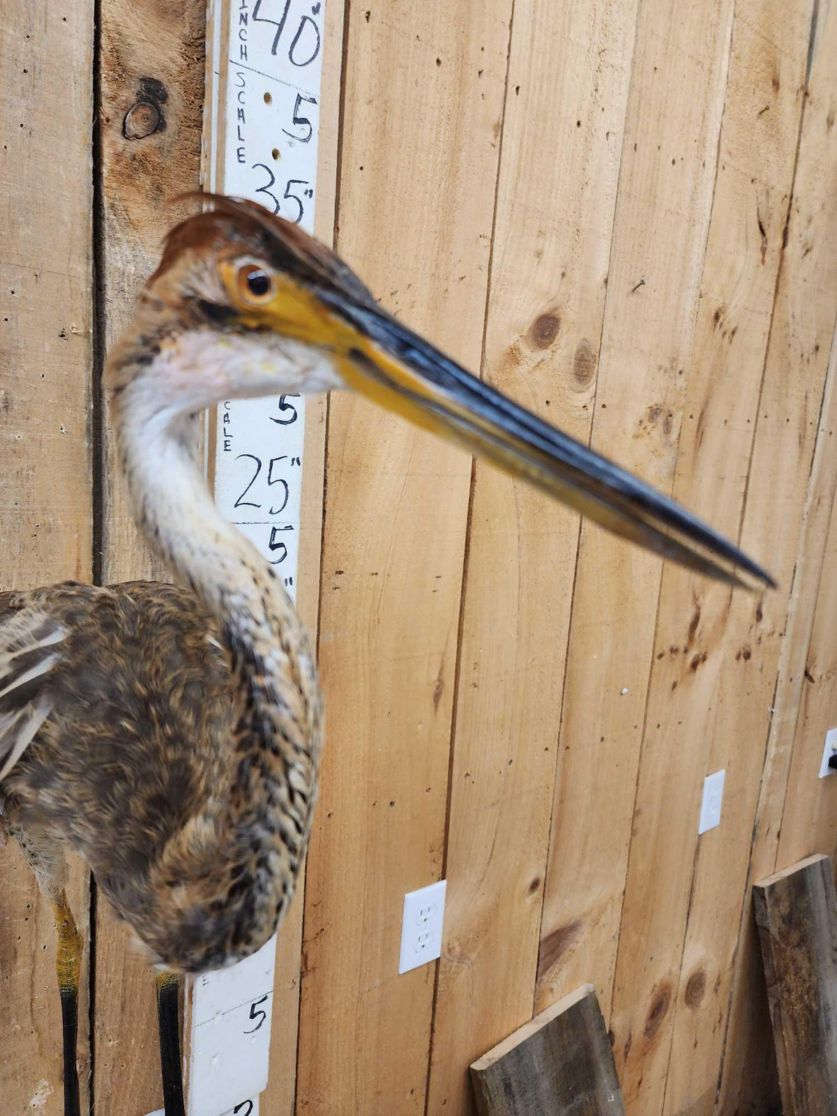 FH69 - Purple Heron Full Body Bird Taxidermy