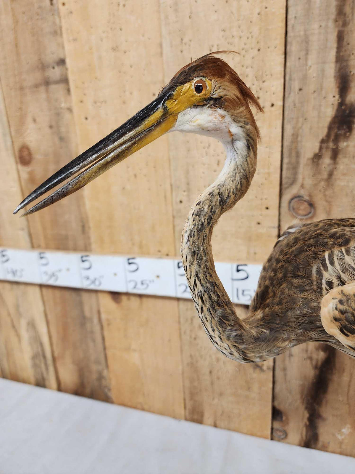 FH69 - Purple Heron Full Body Bird Taxidermy