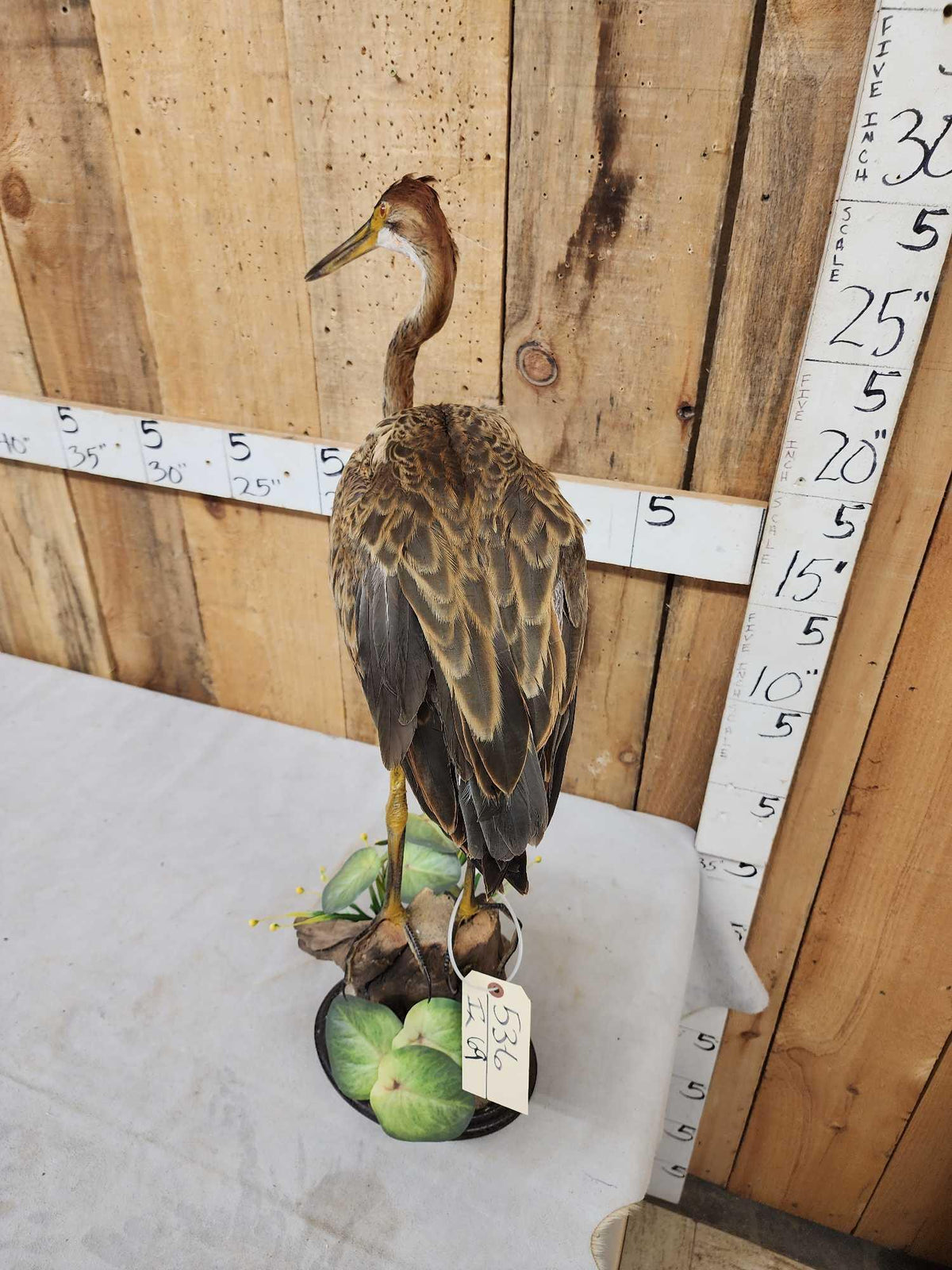 FH69 - Purple Heron Full Body Bird Taxidermy