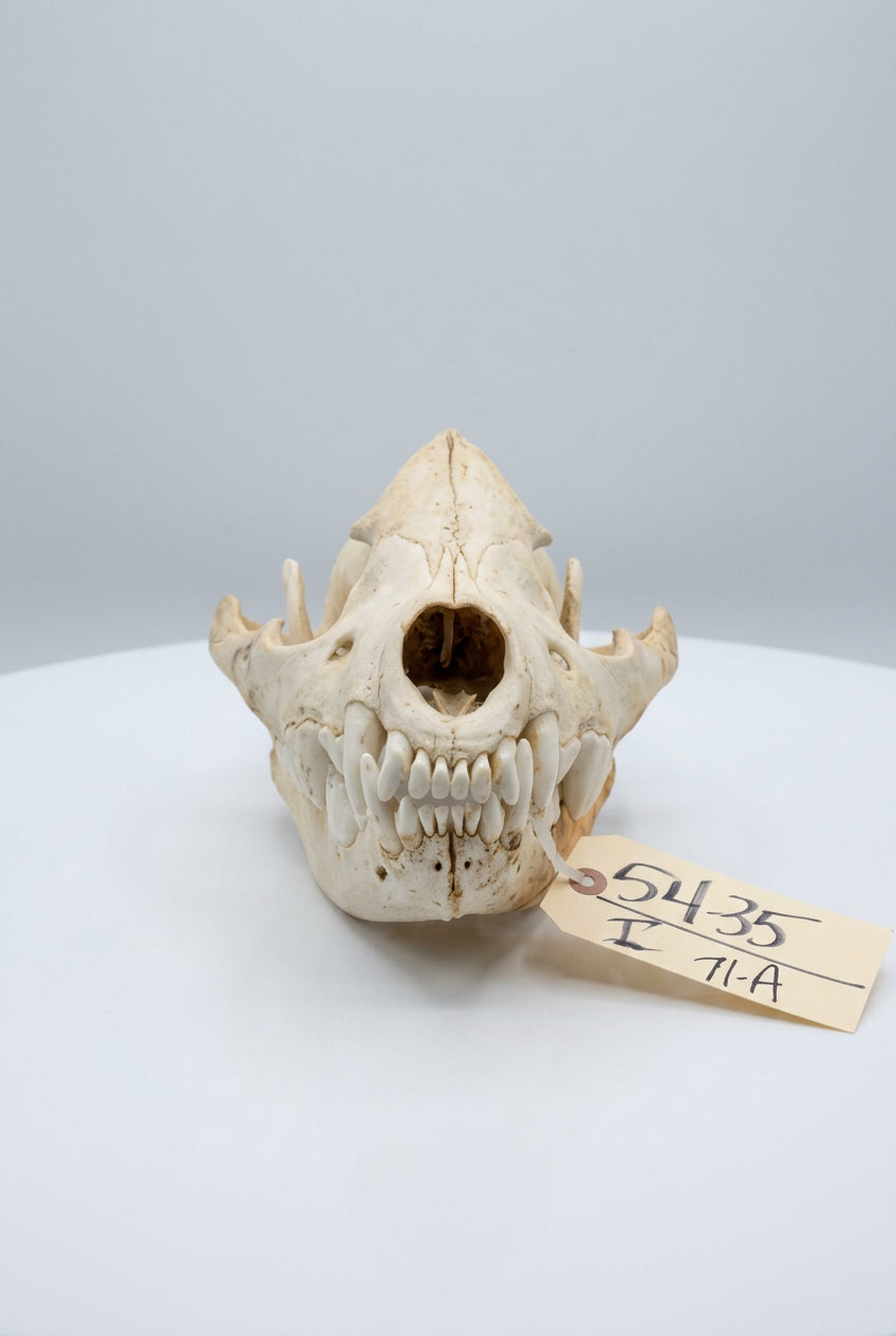 FH71a - African Hyena Skull Taxidermy