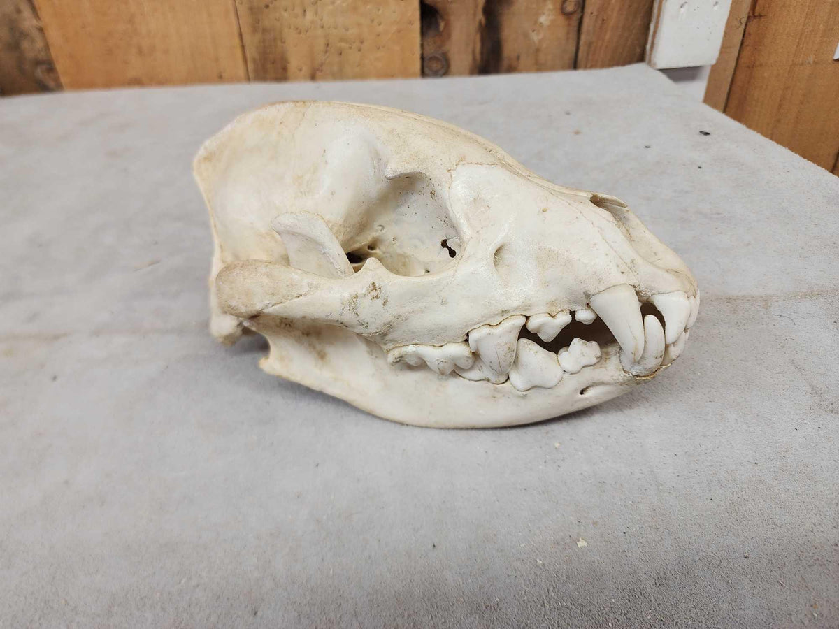 FH71a - African Hyena Skull Taxidermy