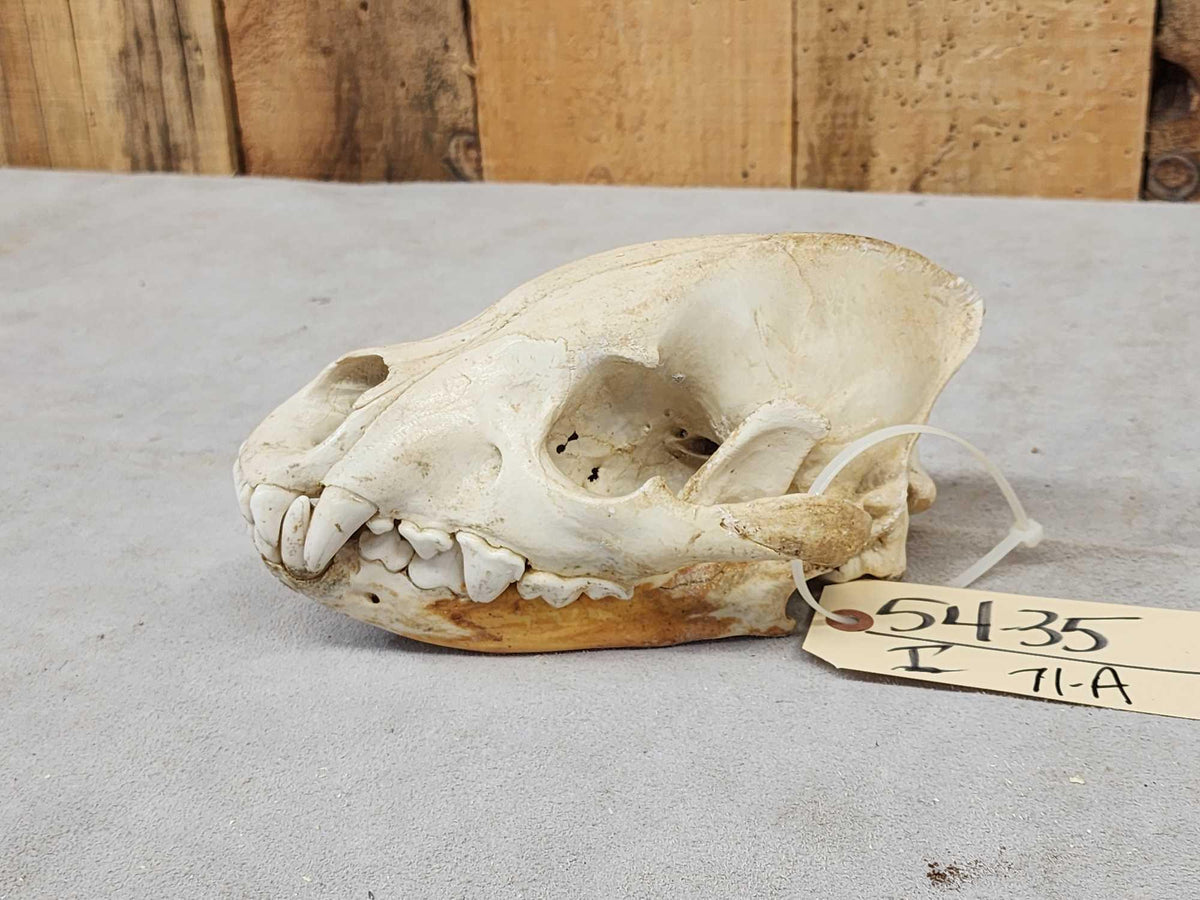 FH71a - African Hyena Skull Taxidermy