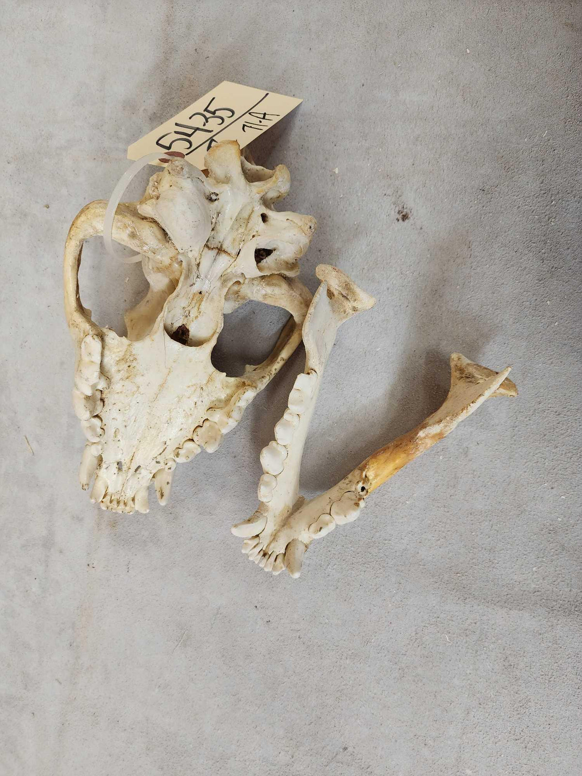 FH71a - African Hyena Skull Taxidermy