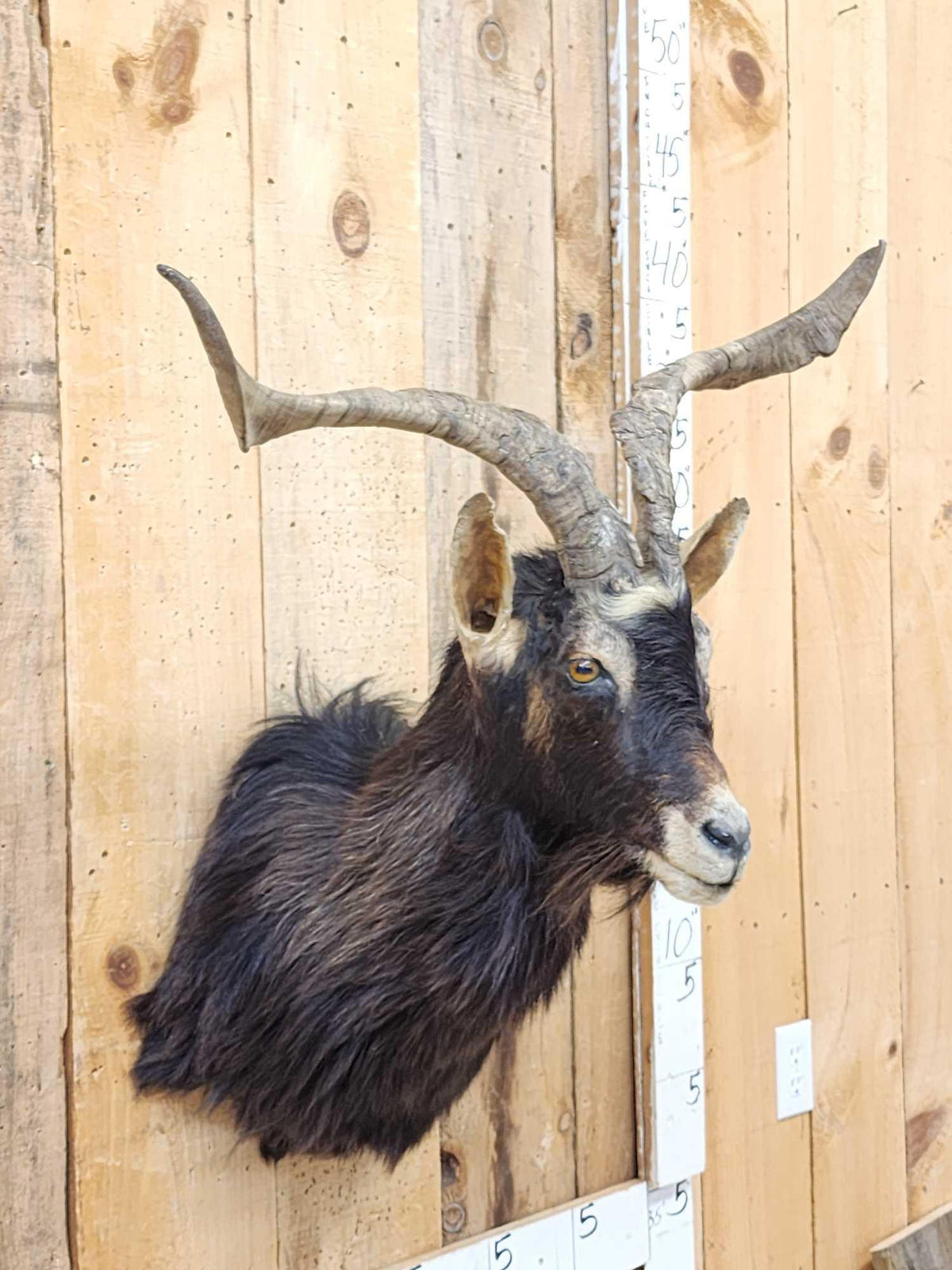 FH72a - Feral Goat Shoulder Mount Taxidermy