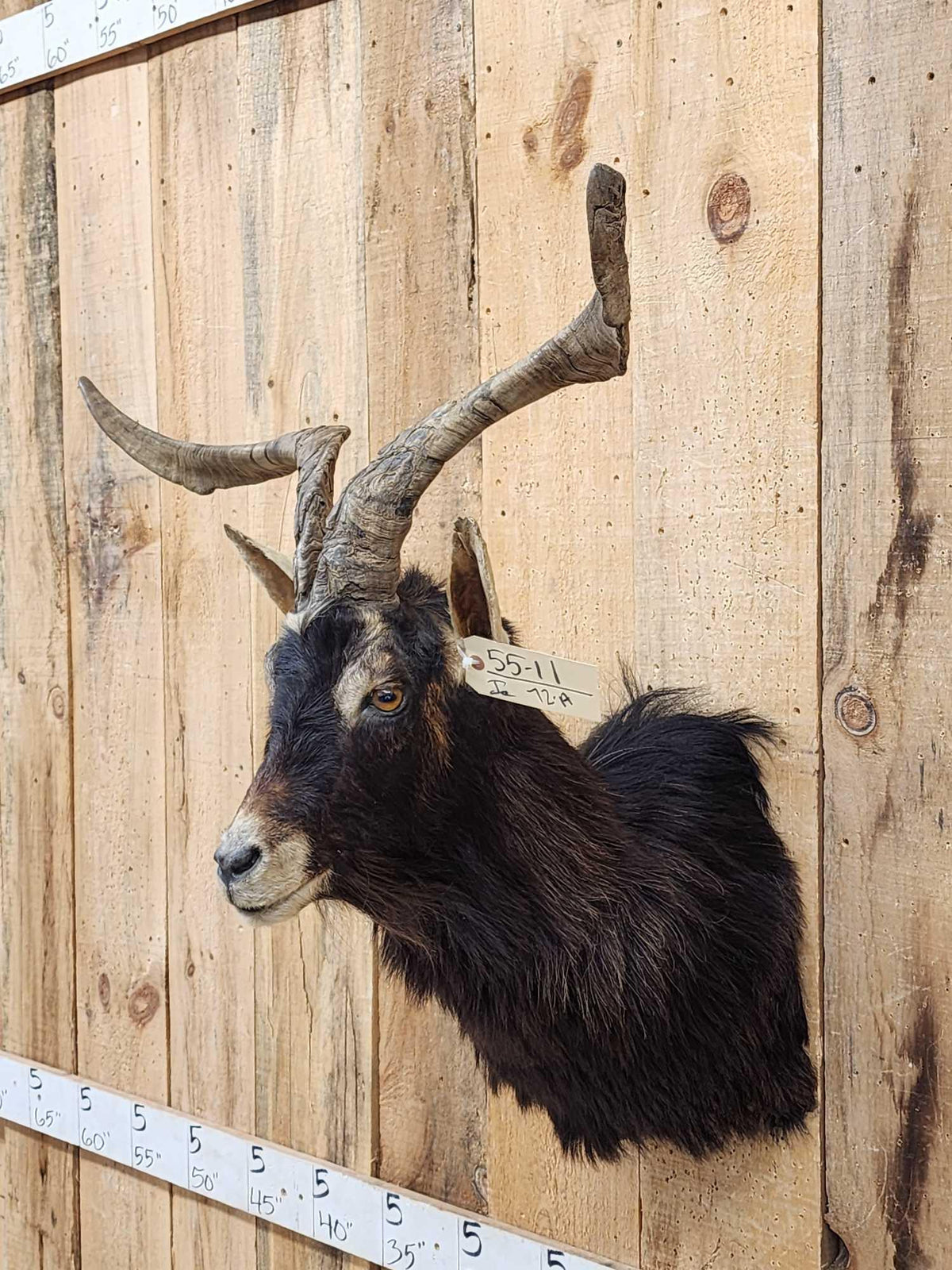 FH72a - Feral Goat Shoulder Mount Taxidermy