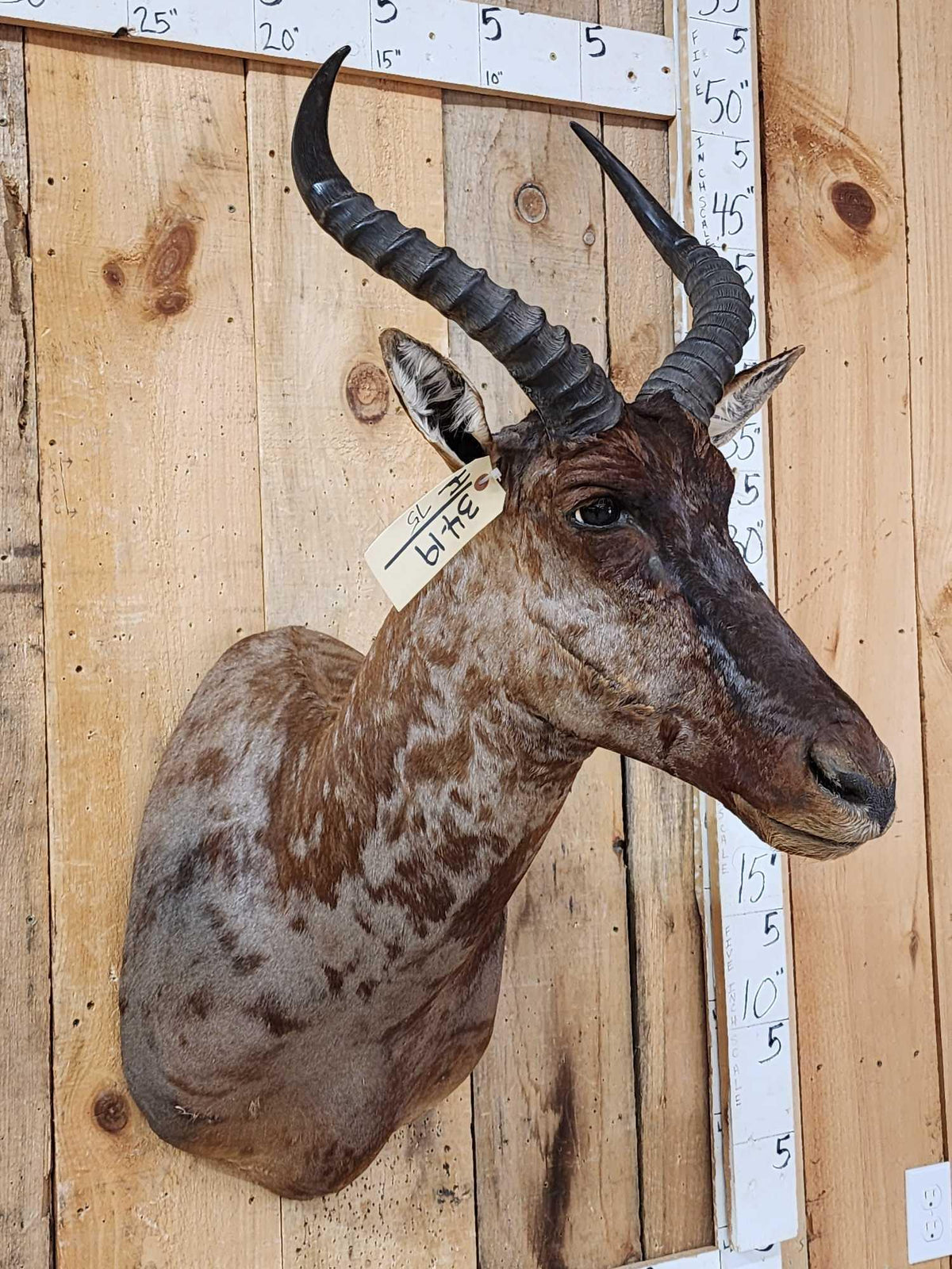 FH75 - African Tsessebe Shoulder Mount Taxidermy