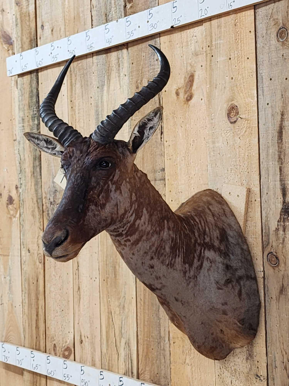 FH75 - African Tsessebe Shoulder Mount Taxidermy