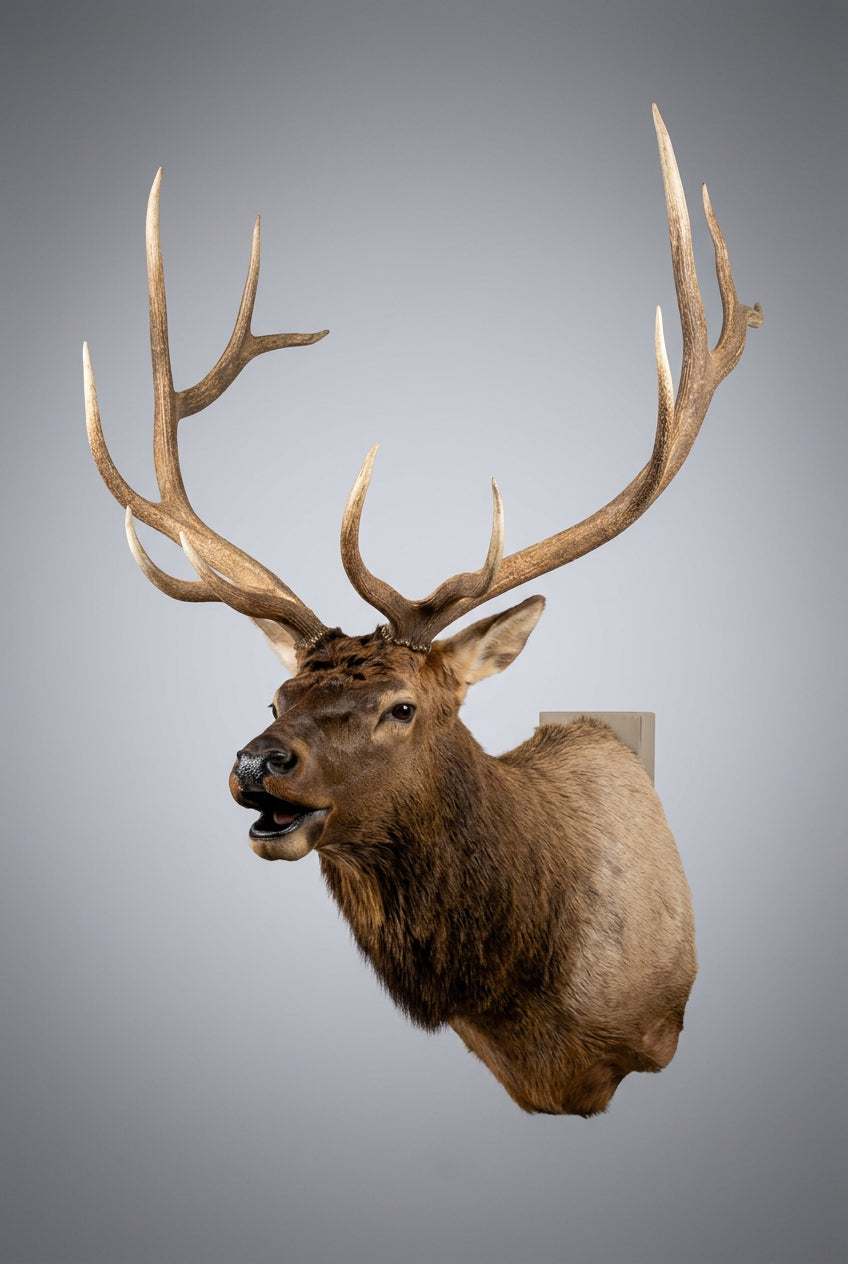 FH80a - 6x6 Bugling Elk Shoulder Mount Taxidermy