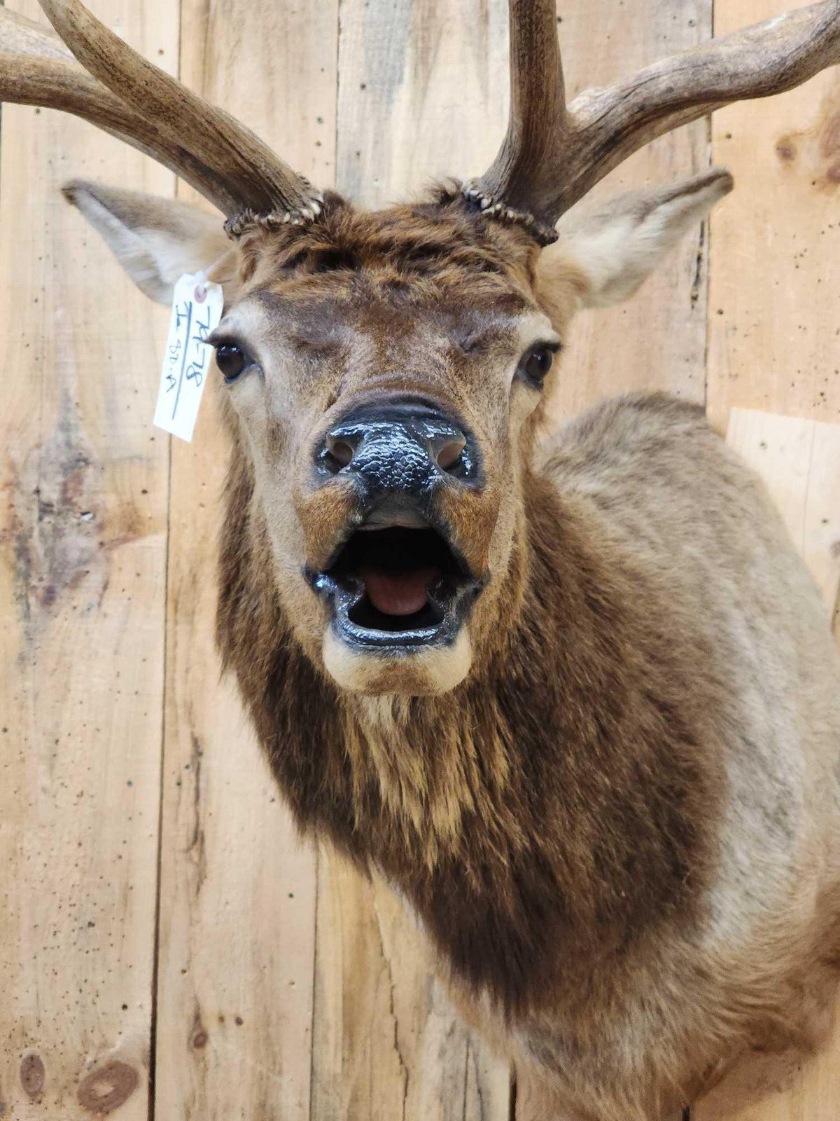 FH80a - 6x6 Bugling Elk Shoulder Mount Taxidermy