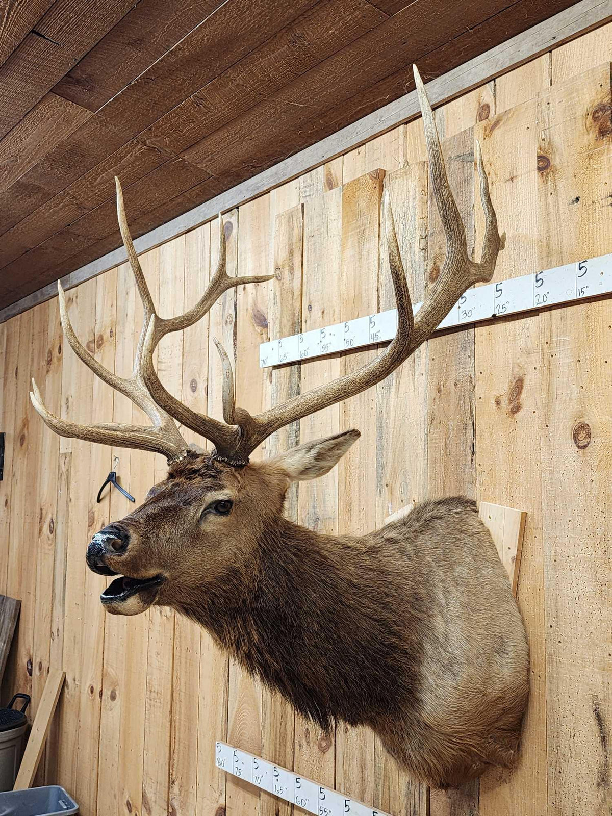 FH80a - 6x6 Bugling Elk Shoulder Mount Taxidermy