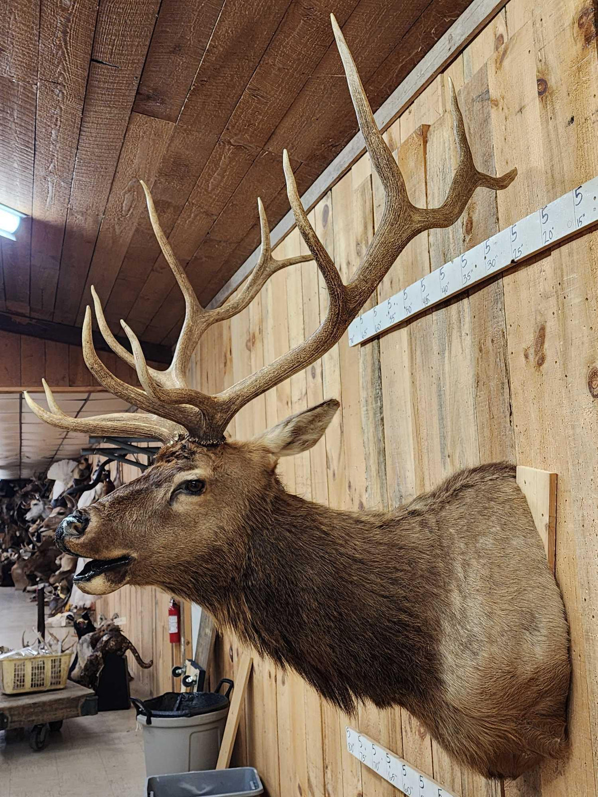 FH80a - 6x6 Bugling Elk Shoulder Mount Taxidermy
