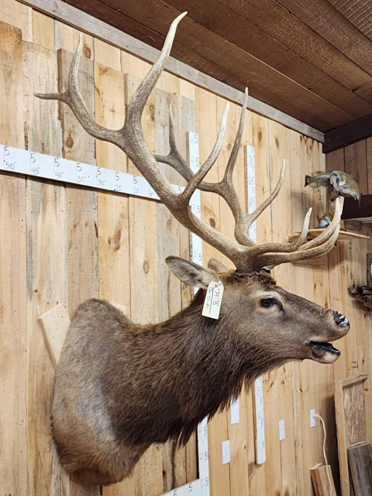 FH80a - 6x6 Bugling Elk Shoulder Mount Taxidermy