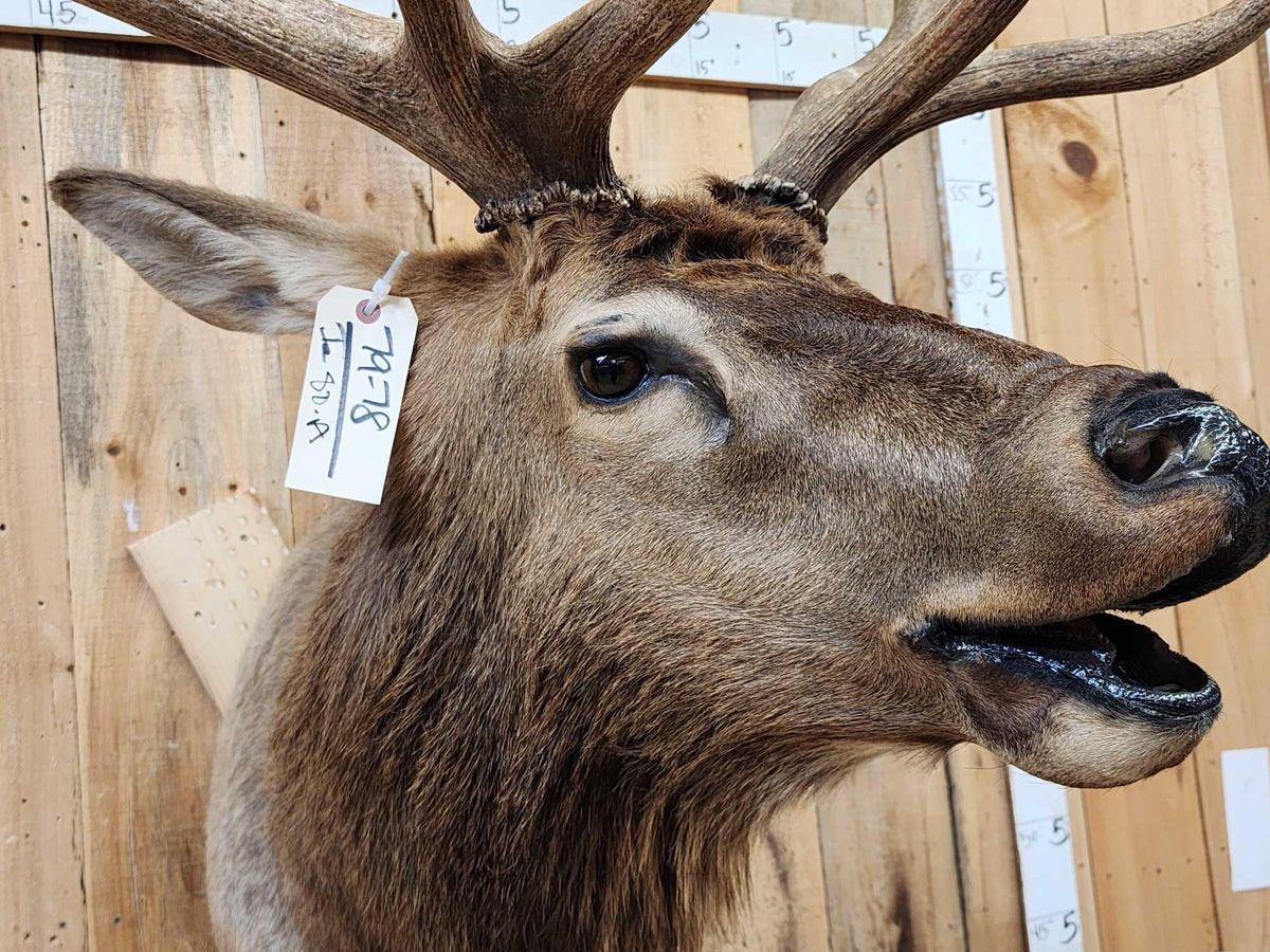 FH80a - 6x6 Bugling Elk Shoulder Mount Taxidermy